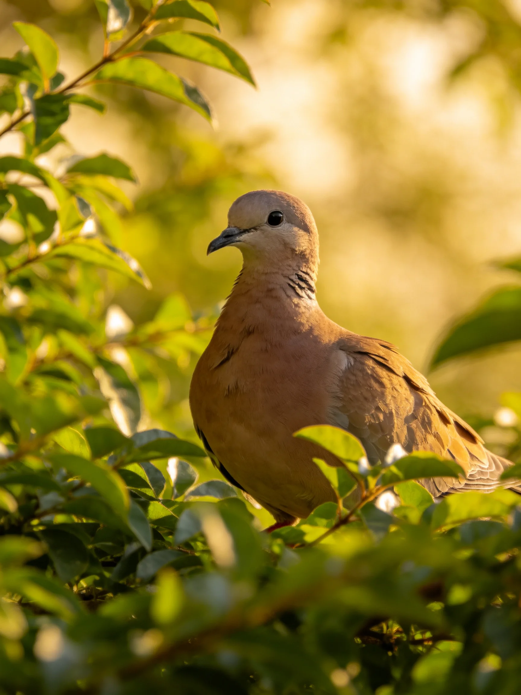 A brown bird amidst lush green leaves in golden light