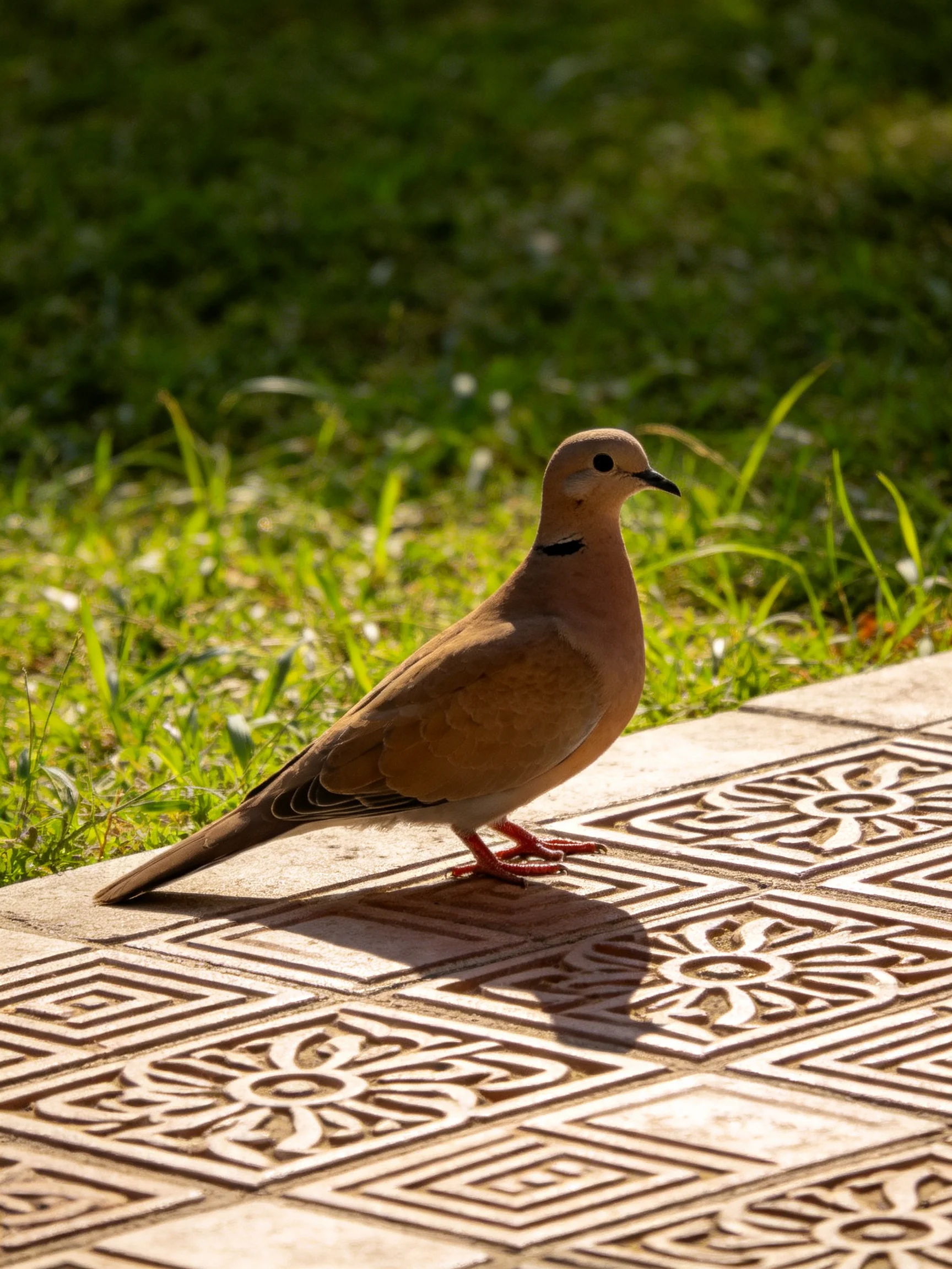 A brown dove on ornate stone tiles near green grass