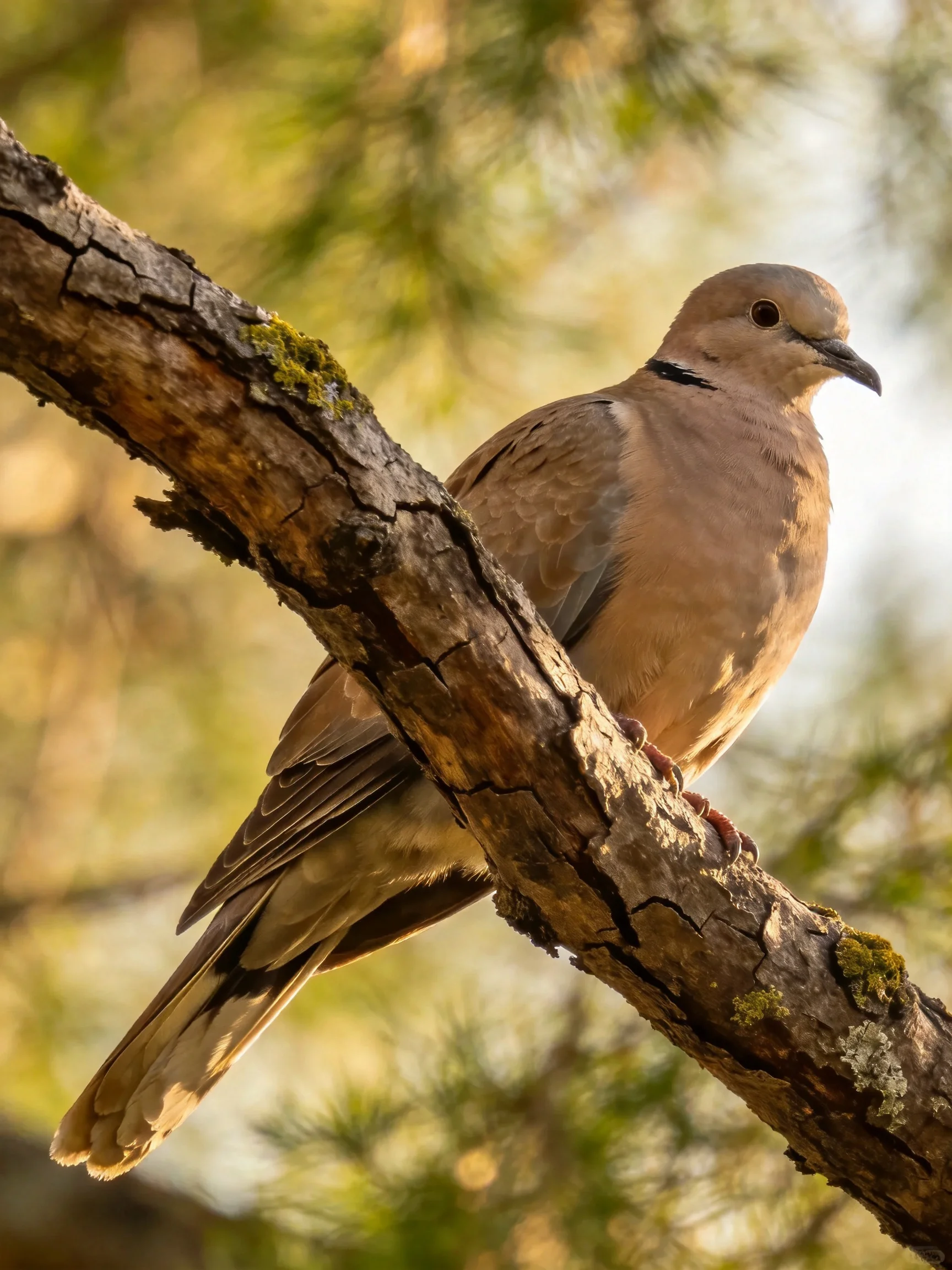 A brown dove perched on a moss-covered tree branch