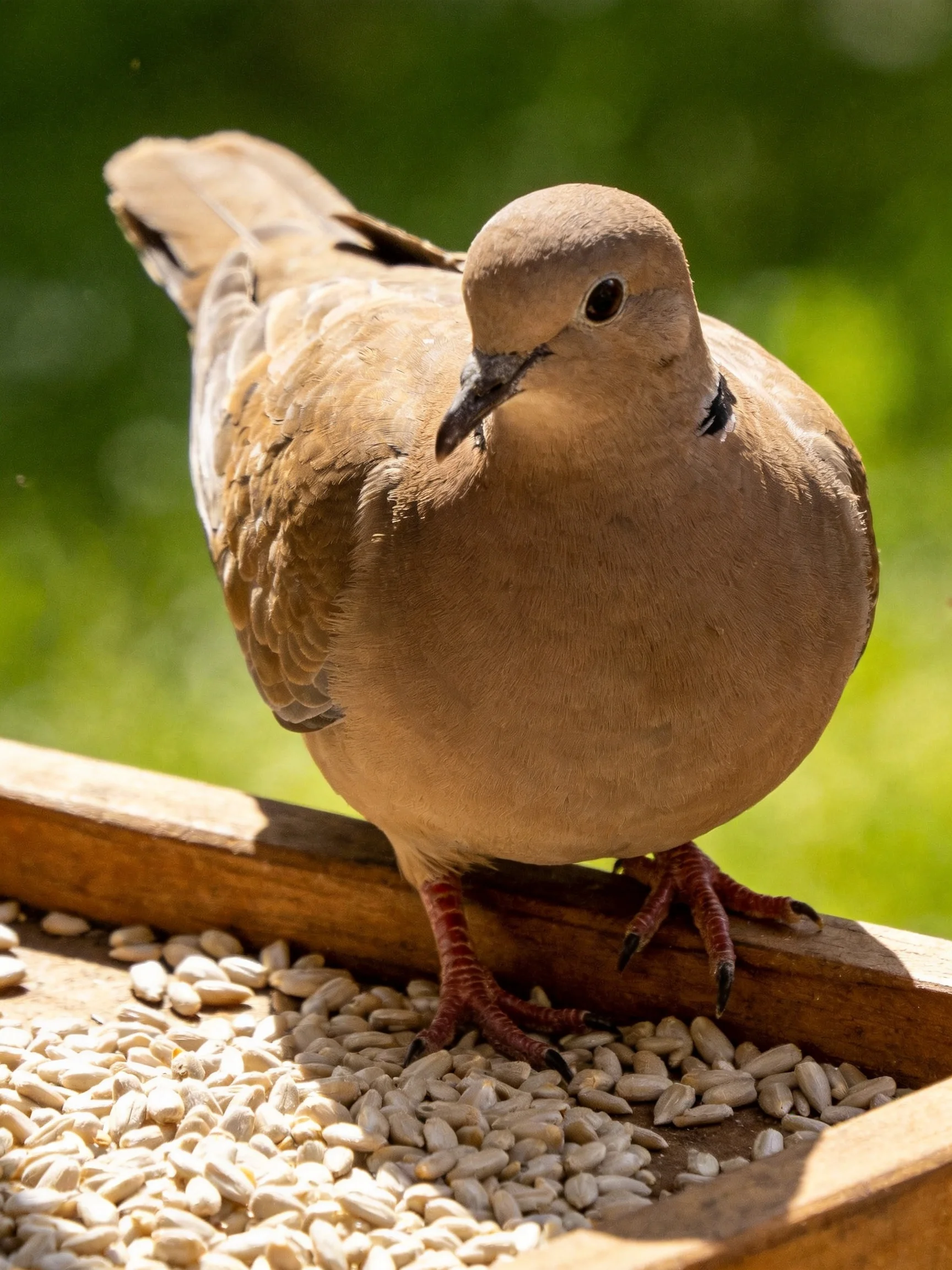 A brown dove perched on a wooden bird feeder with sunflower seeds