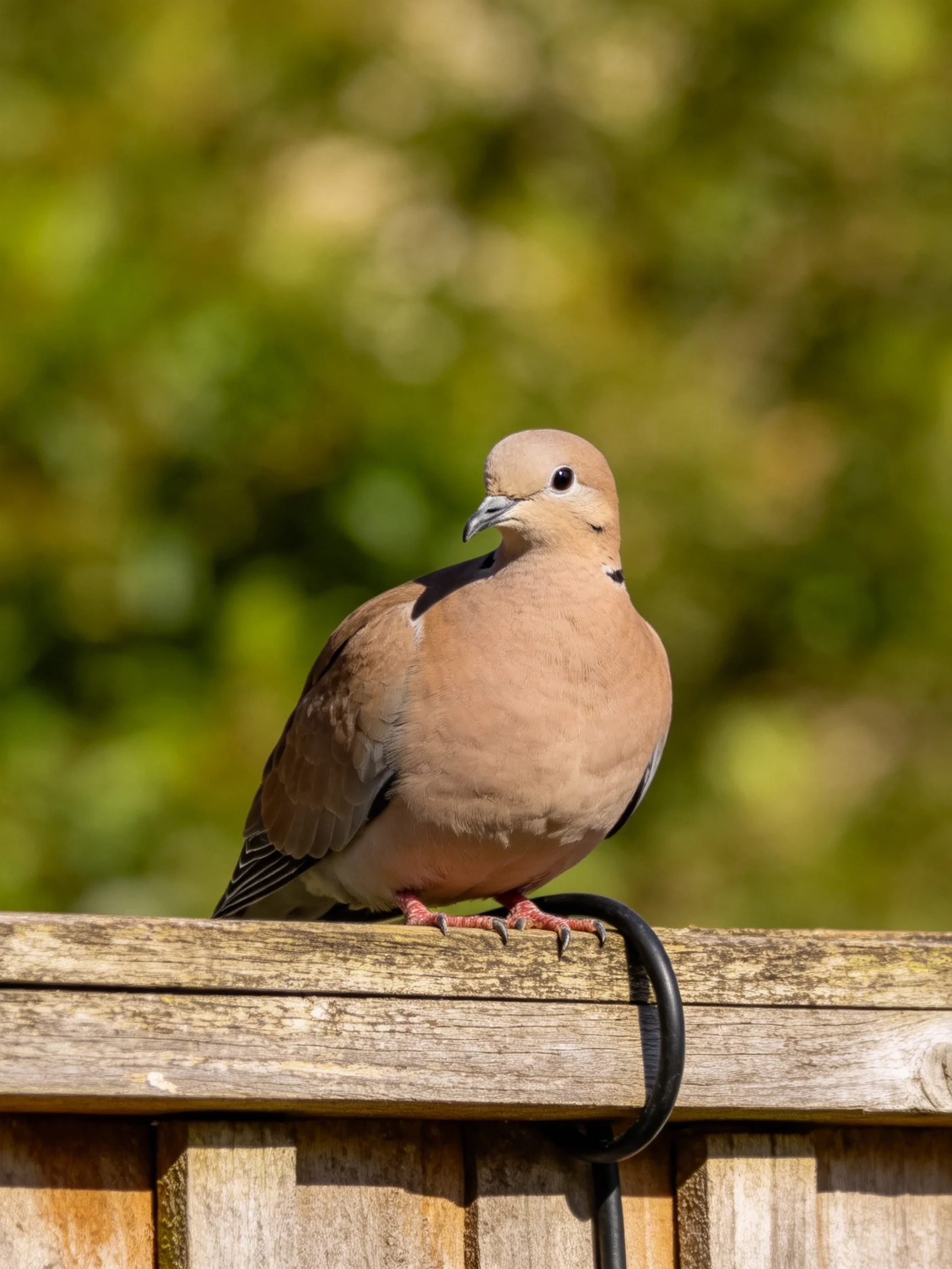 A brown dove perches on a weathered wooden fence