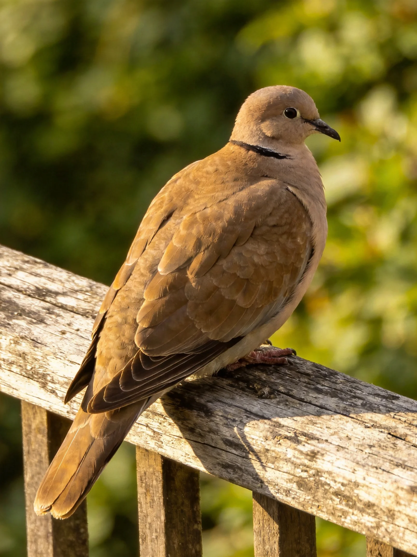 A brown dove with a black neck band perches on weathered wooden railings