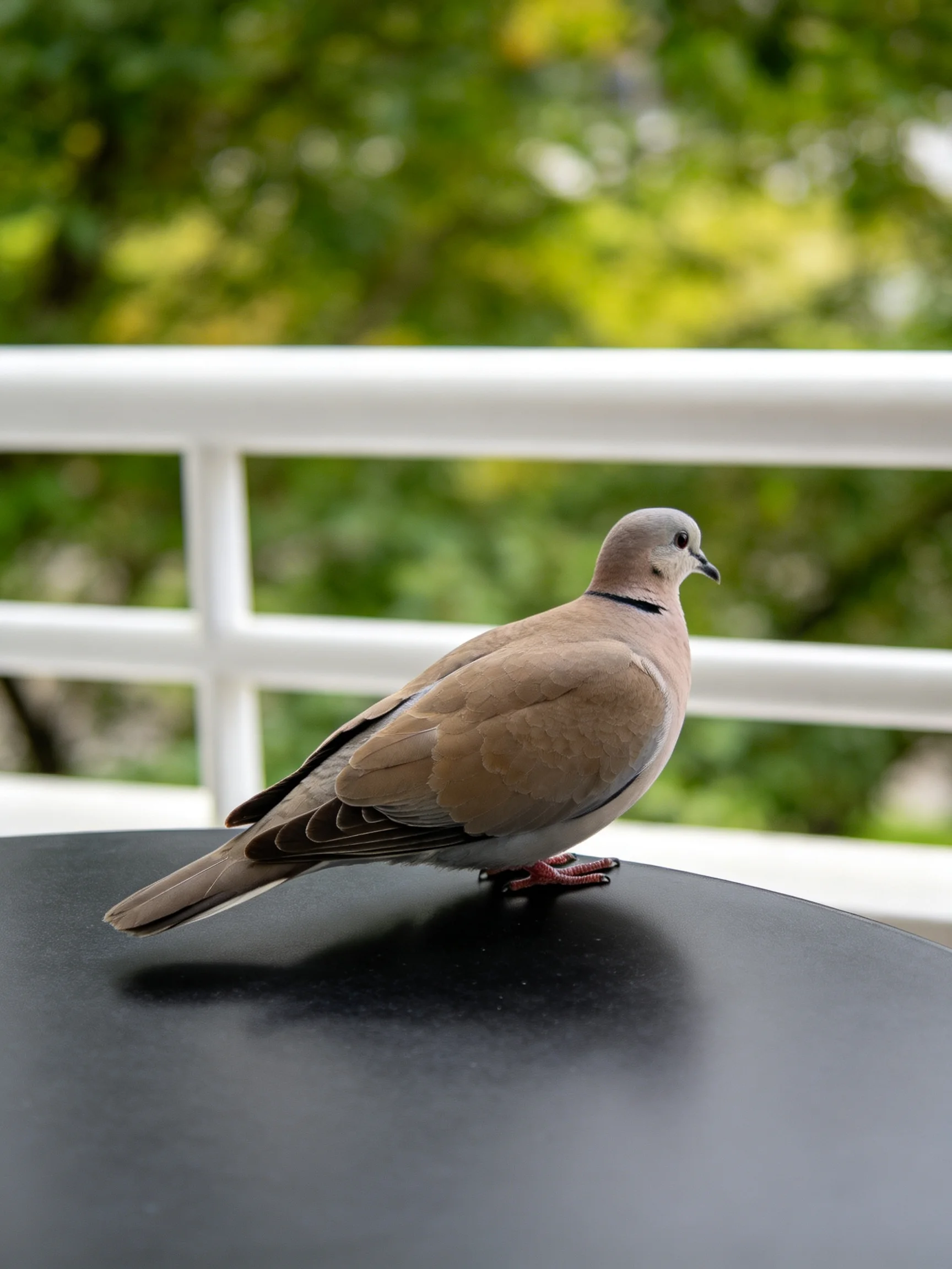 A brown-feathered dove perches on a dark table near white railings
