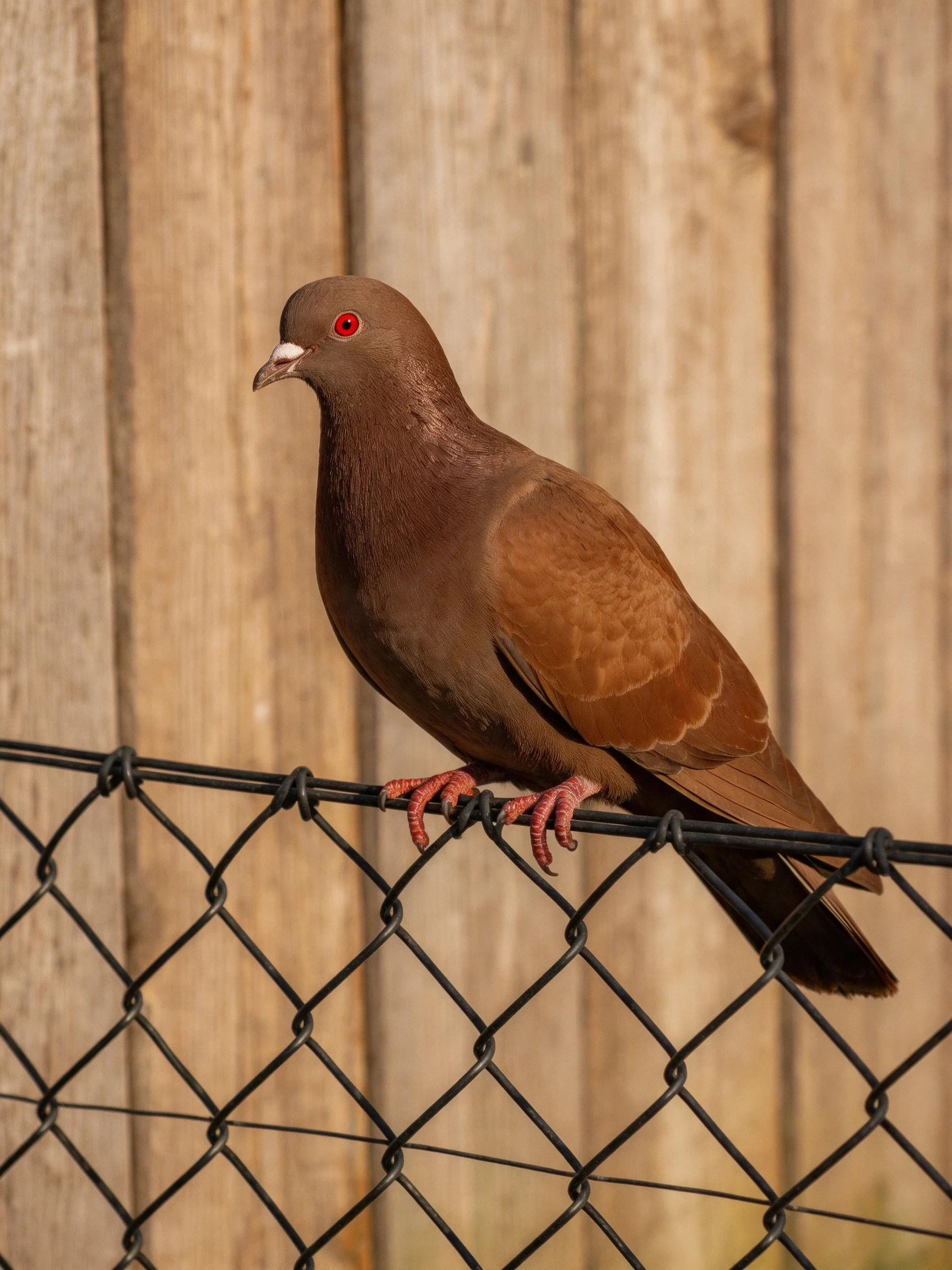 A brown pigeon perched on a black chain-link fence with wooden panels behind