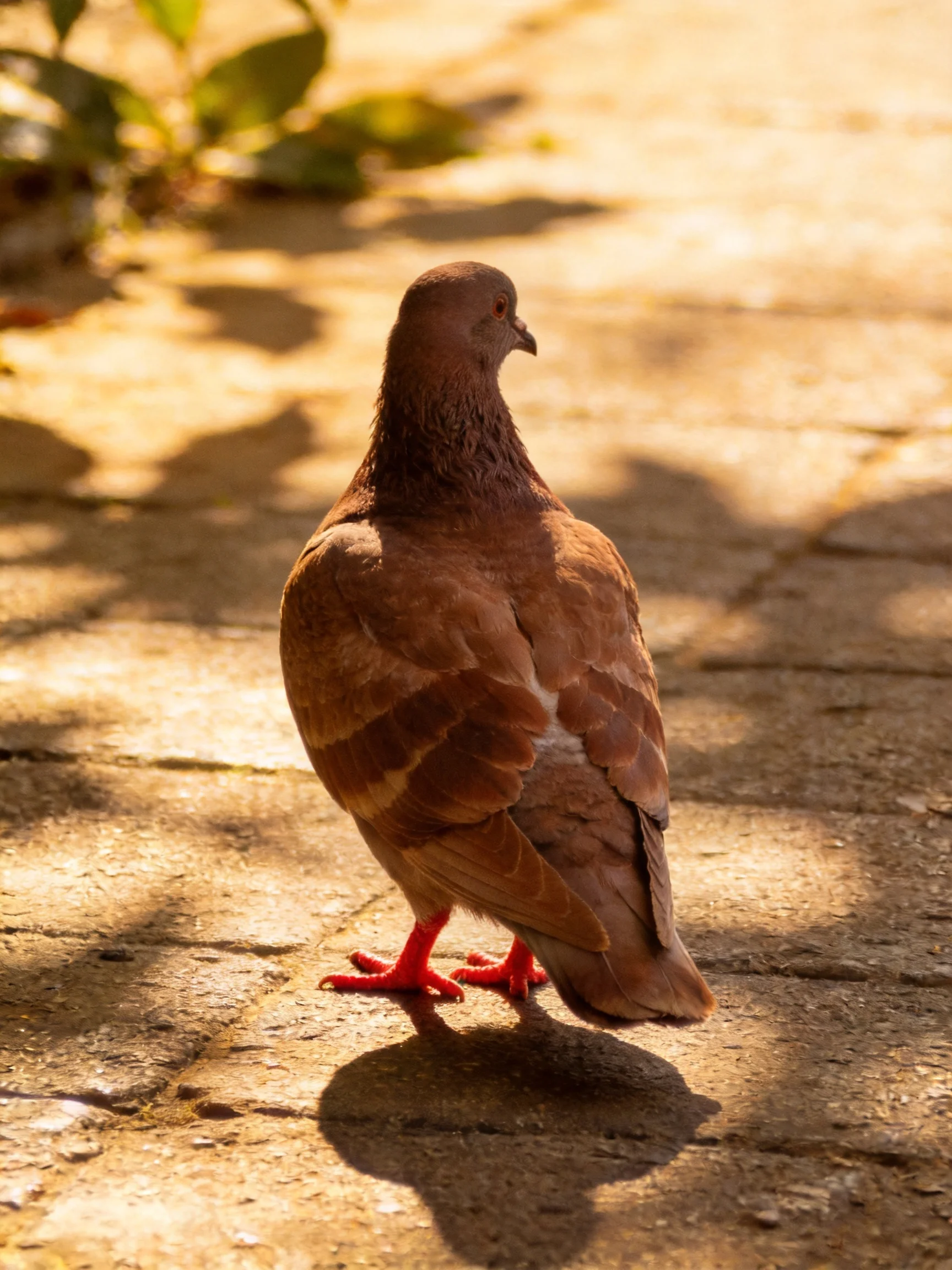 A brown pigeon with bright red feet on sunlit stone pavement