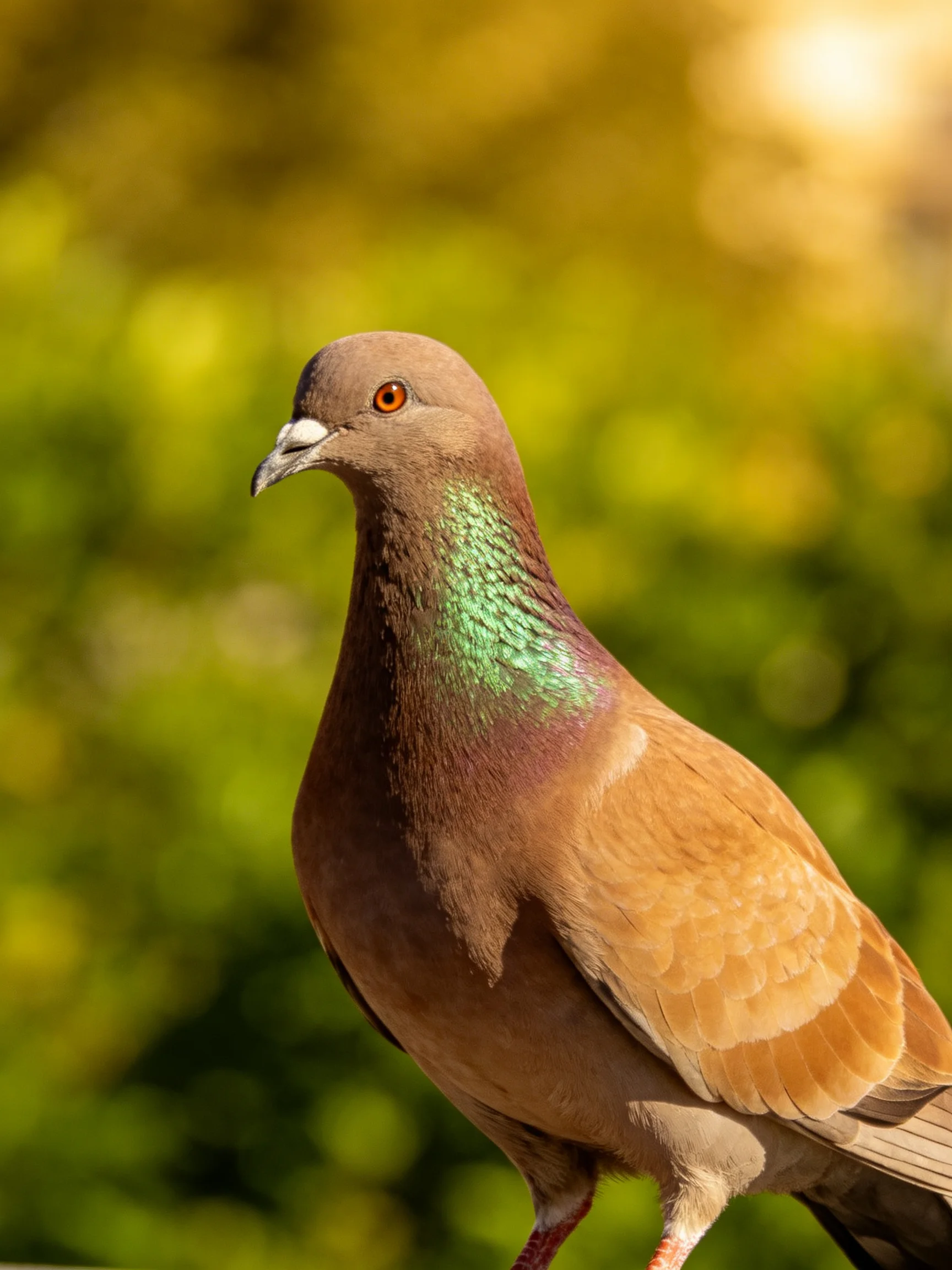 A brown pigeon with iridescent green neck feathers stands out against a blurred green backdrop.