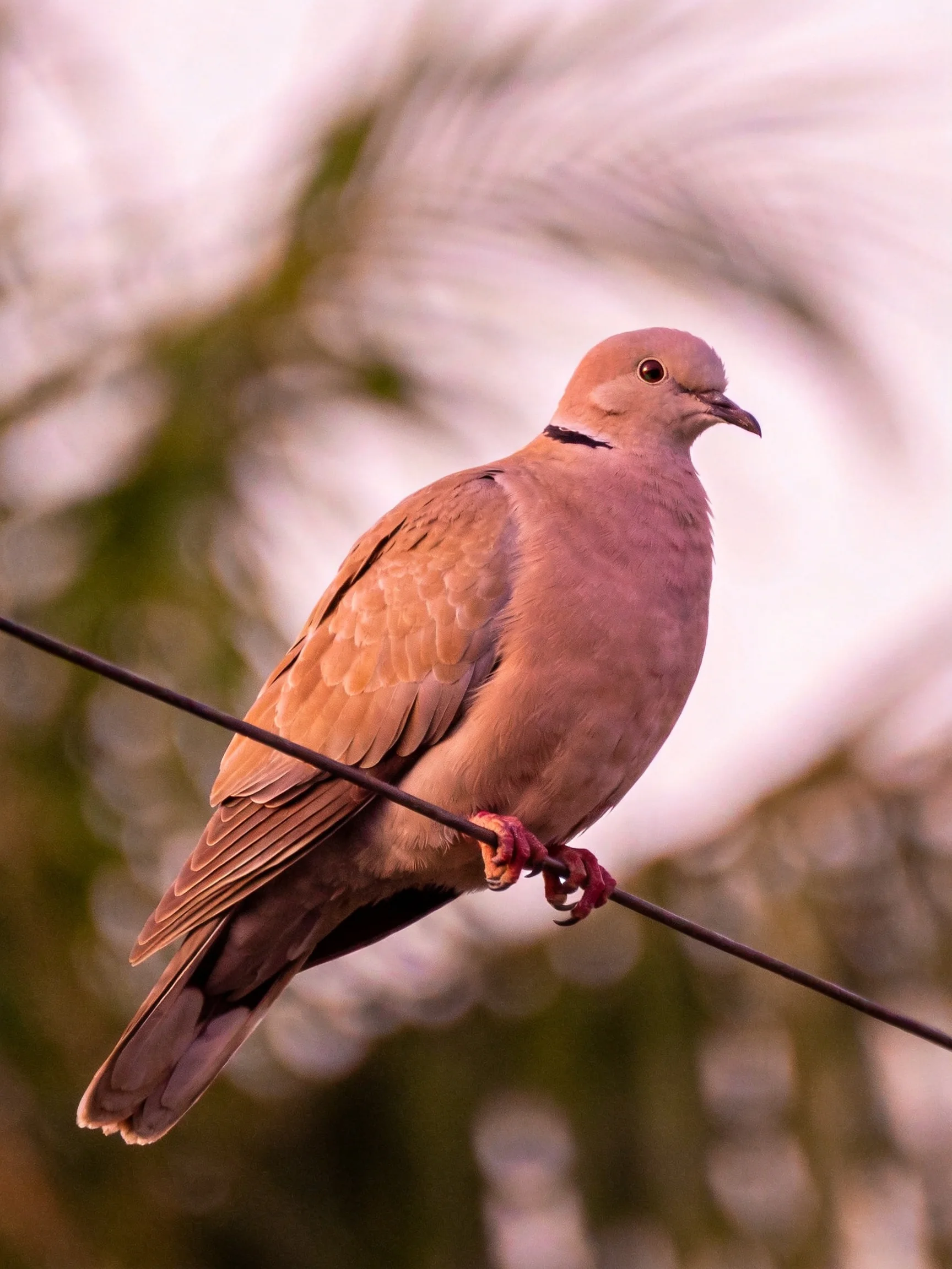 A brown-spotted dove perched on a thin wire amid blurred greenery