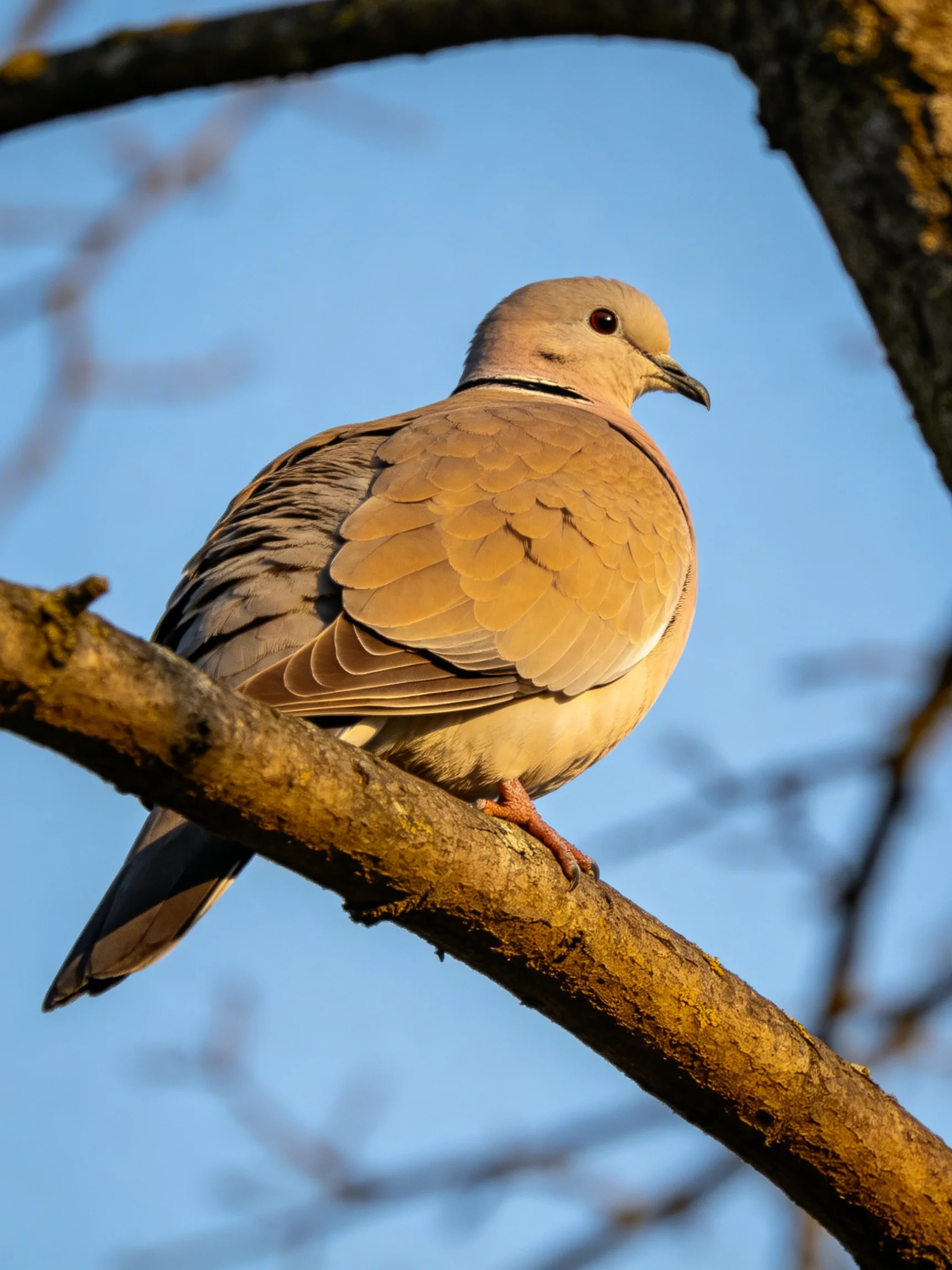 A brown-spotted dove perches on a weathered tree branch