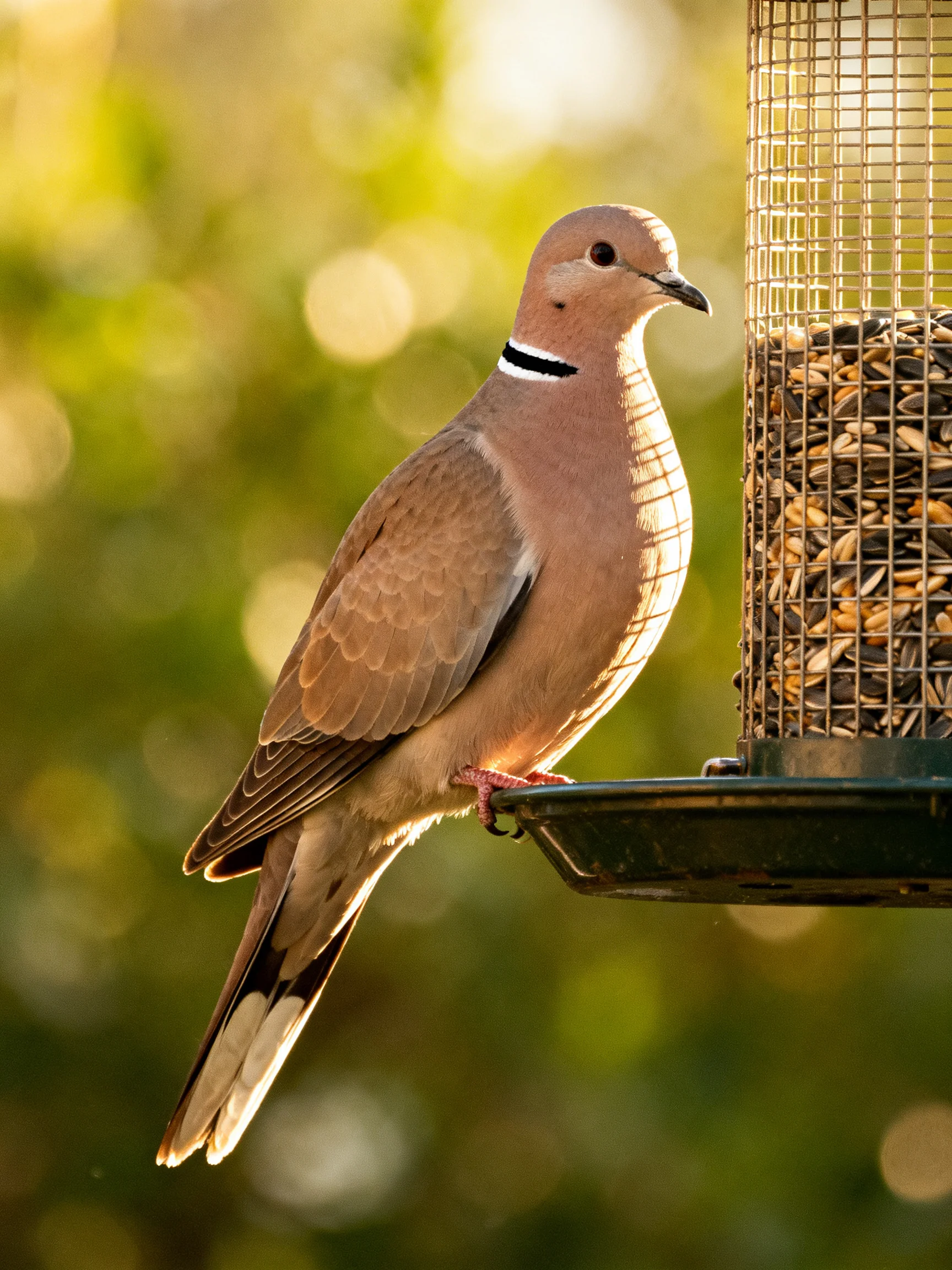 A brown-spotted dove with a black neck band perches on a seed-filled feeder