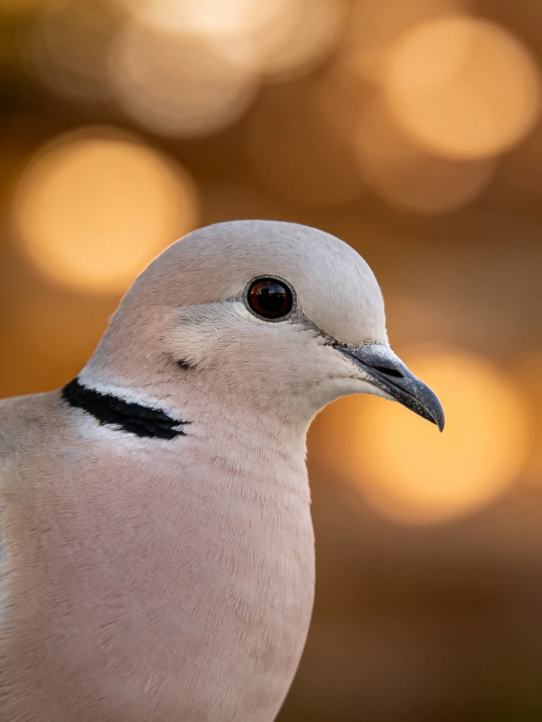 A close - up of a dove with a black neck band against golden bokeh