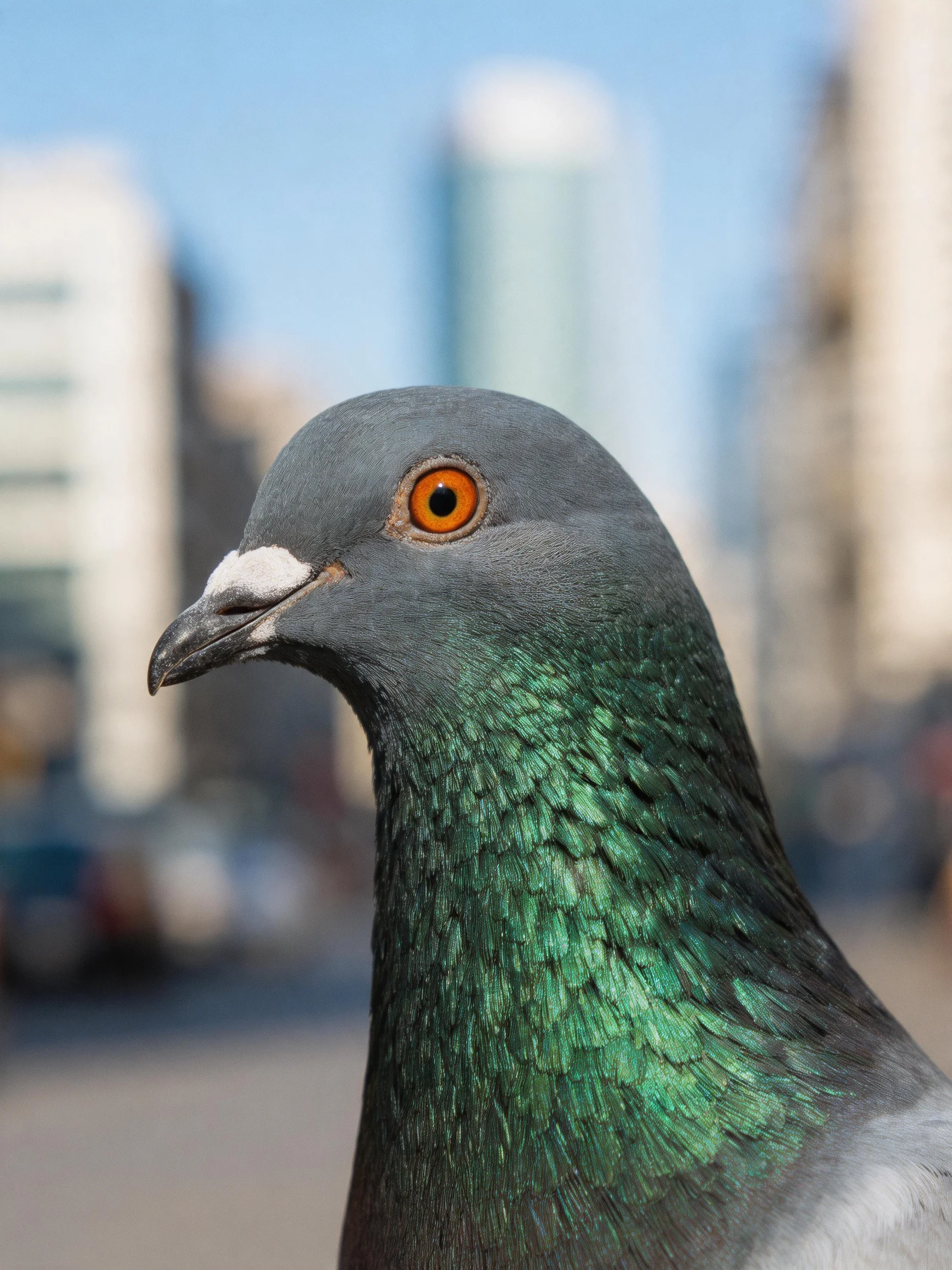 A close - up of a gray - headed pigeon with iridescent green neck feathers