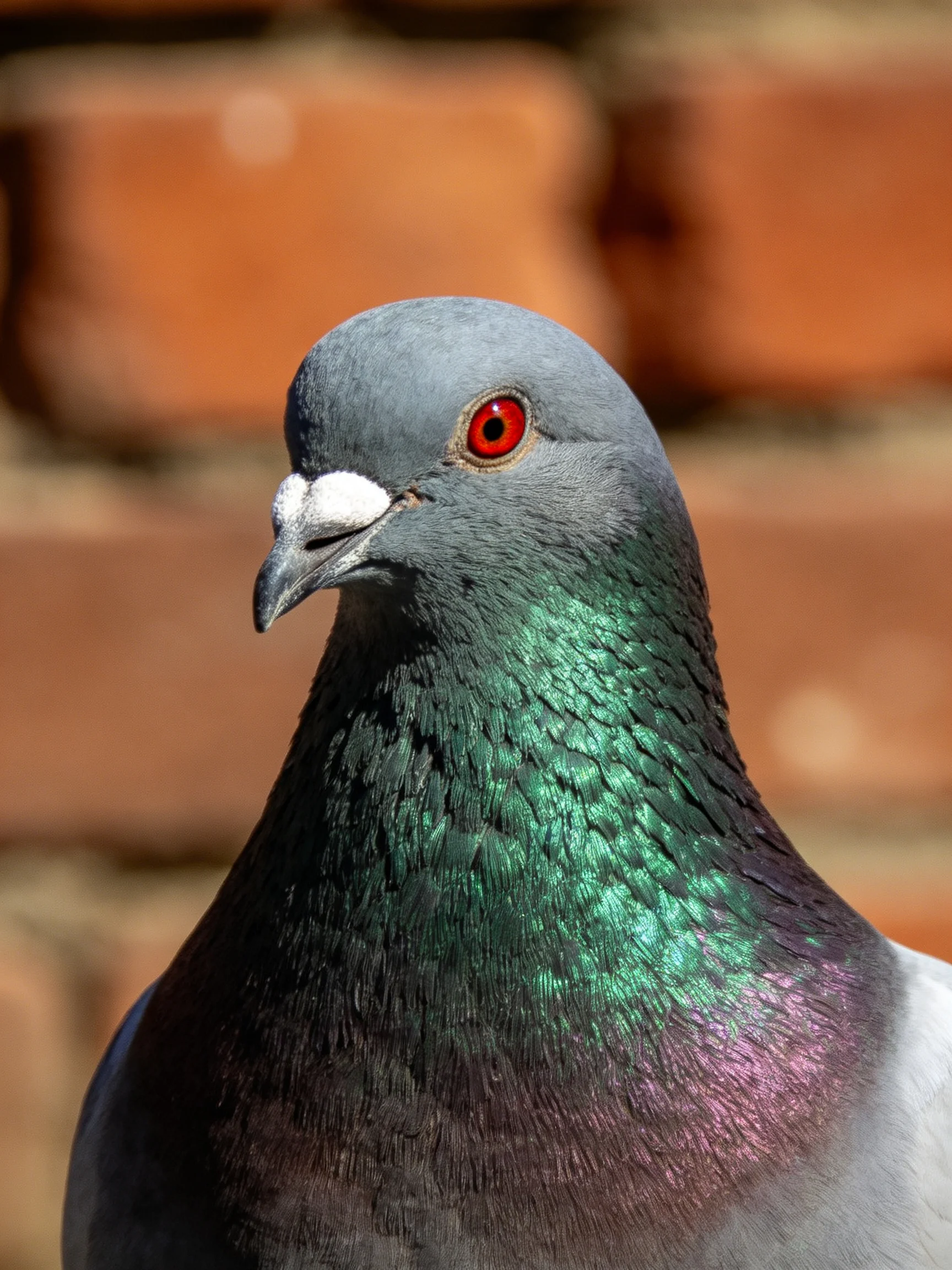 A close - up of a gray - headed pigeon with iridescent green neck near a brick wall