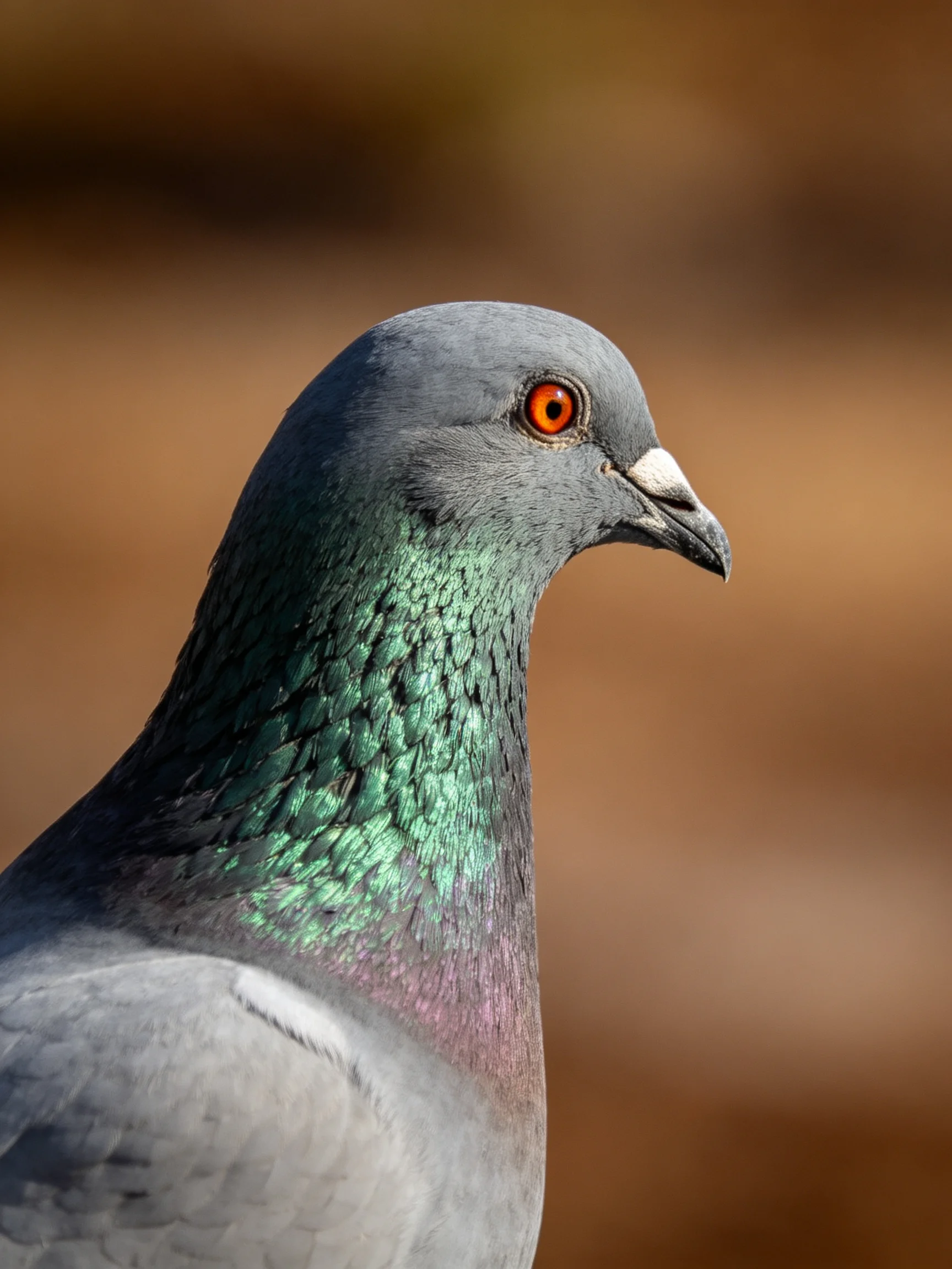 A close - up of a gray pigeon with iridescent green neck and orange eye