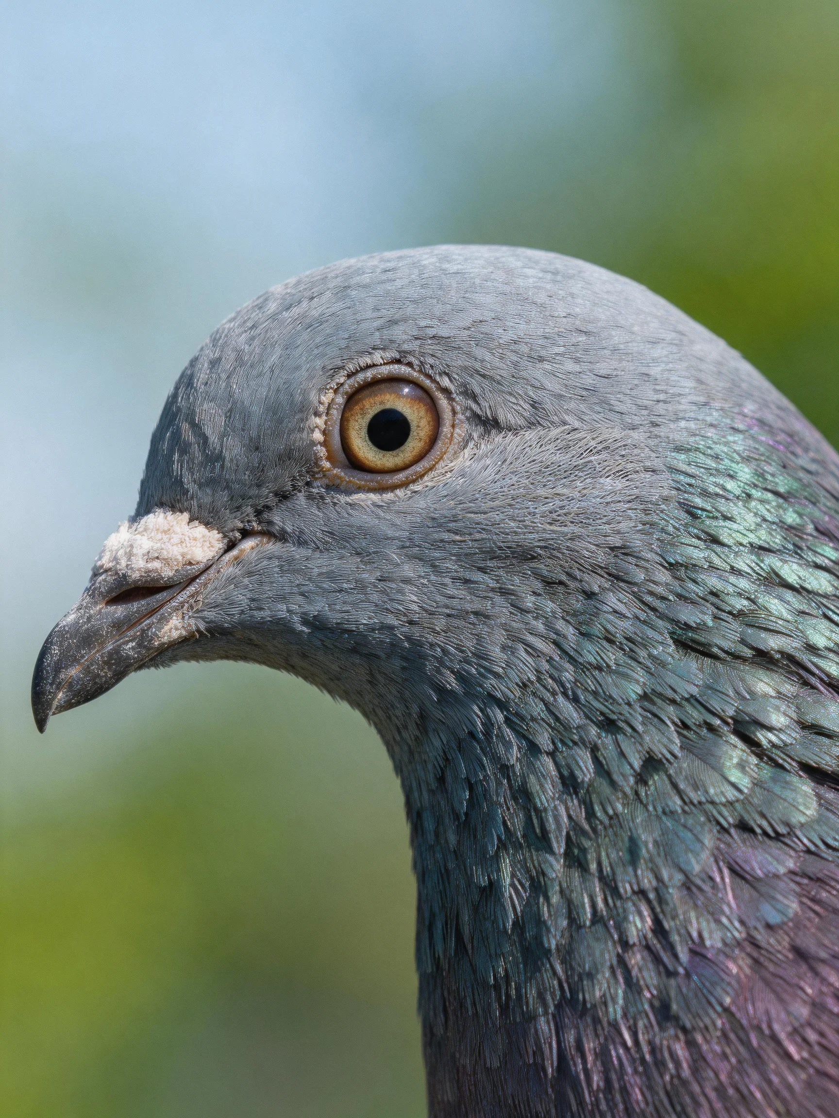 A close - up of a gray pigeon with iridescent teal feathers