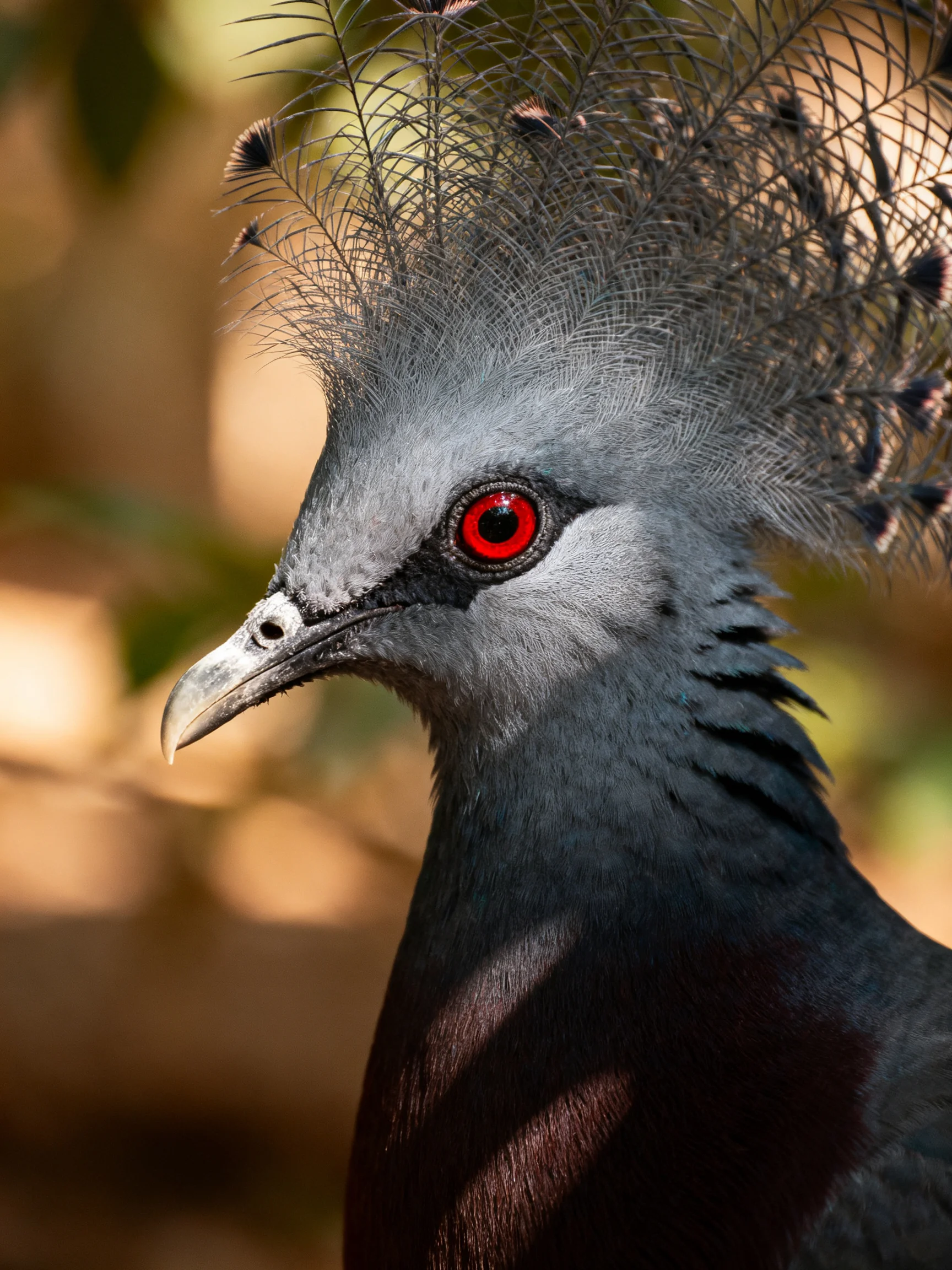 A close - up of a grey crested bird with bright red eyes