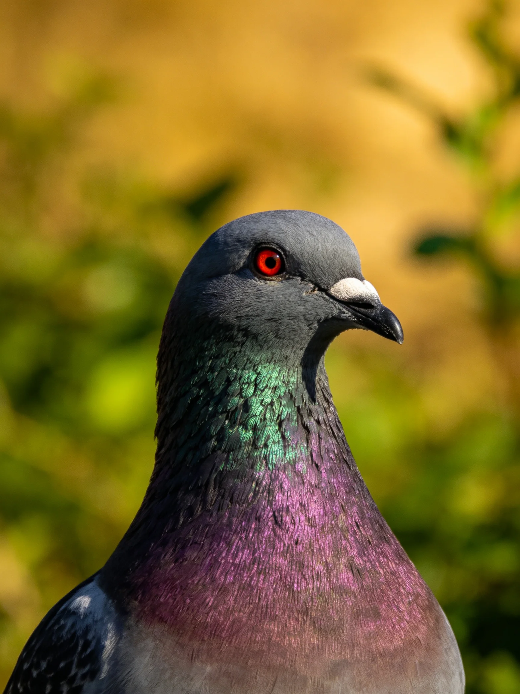 A close - up of a pigeon with iridescent green and purple plumage