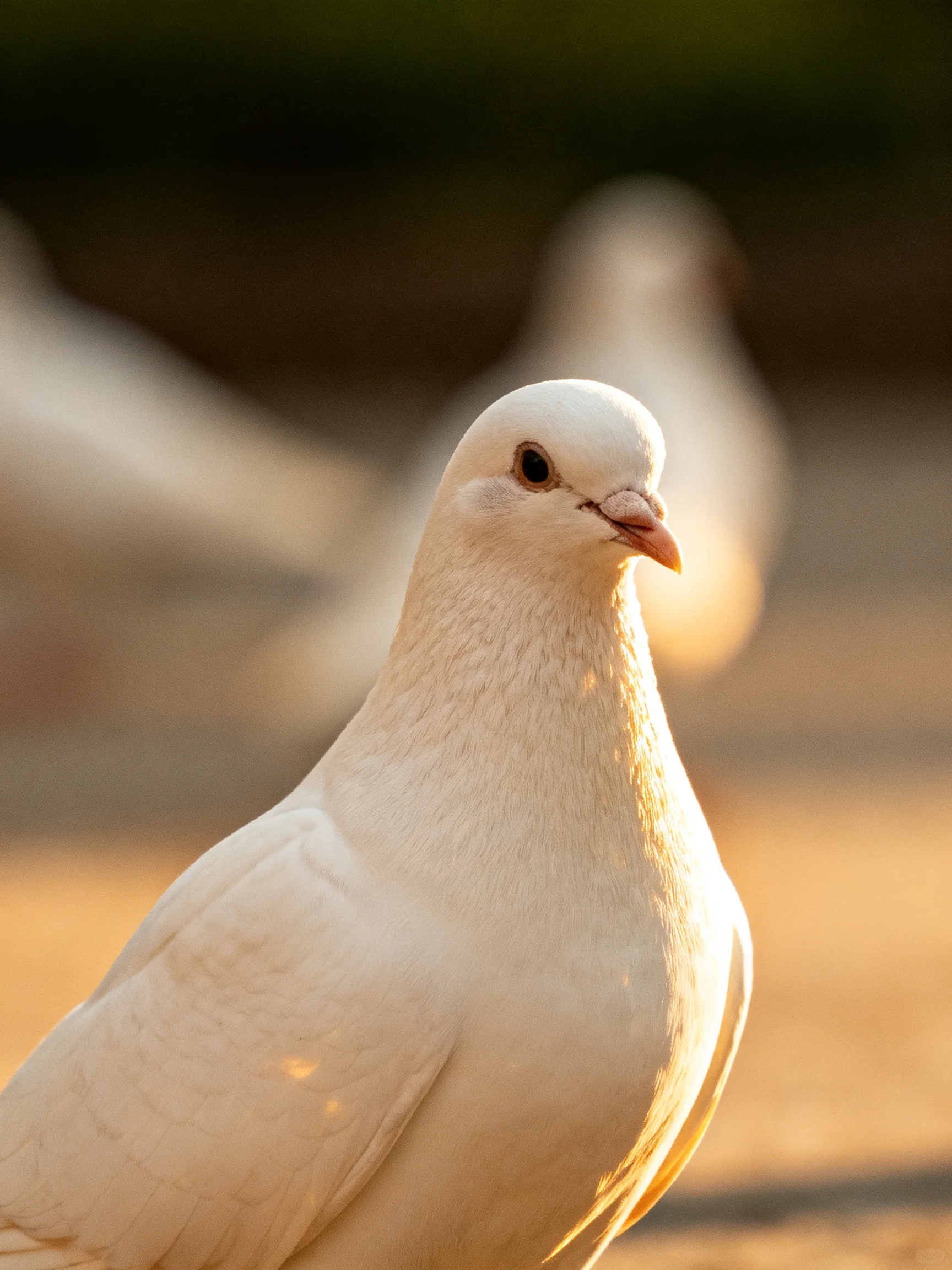 A close - up of a white pigeon with two blurred companions