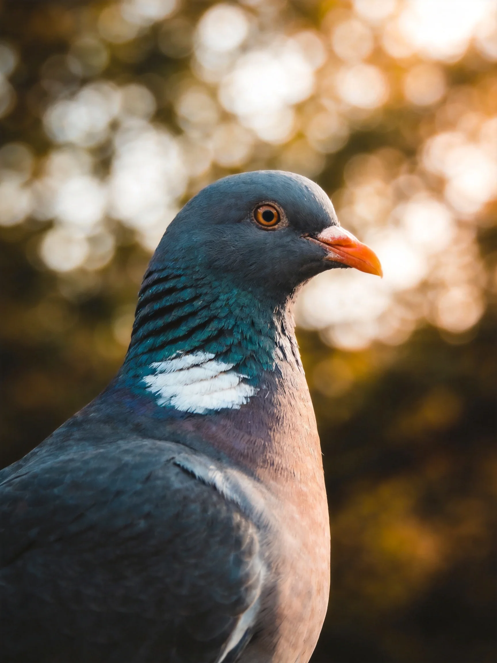 A close - up portrait of a wood pigeon with gray, teal, and white plumage