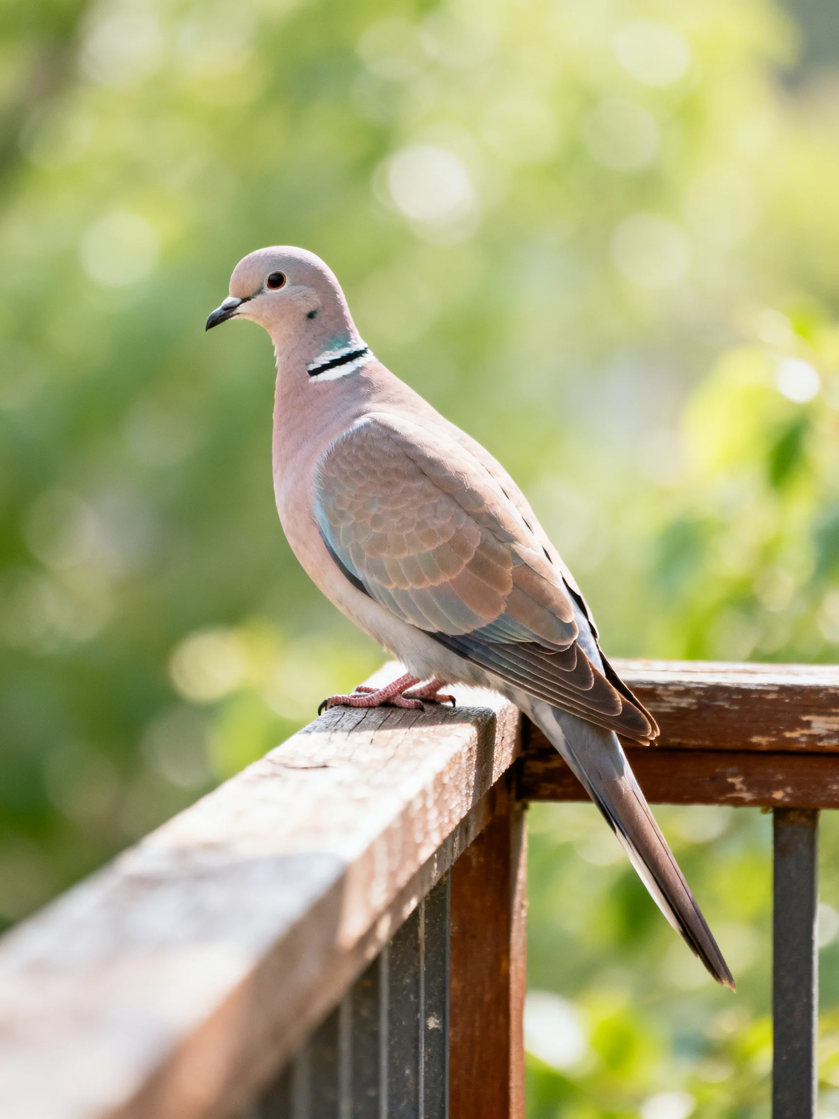 A collared dove perches on a weathered wooden railing amid green foliage