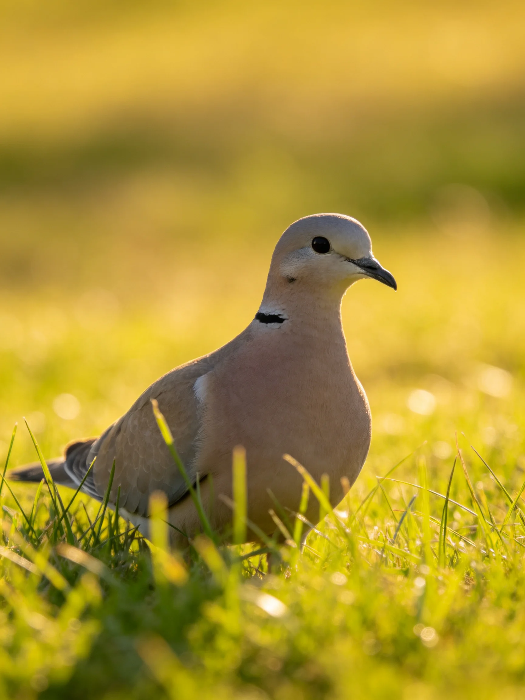 A collared dove with grayish plumage in green grass under golden light