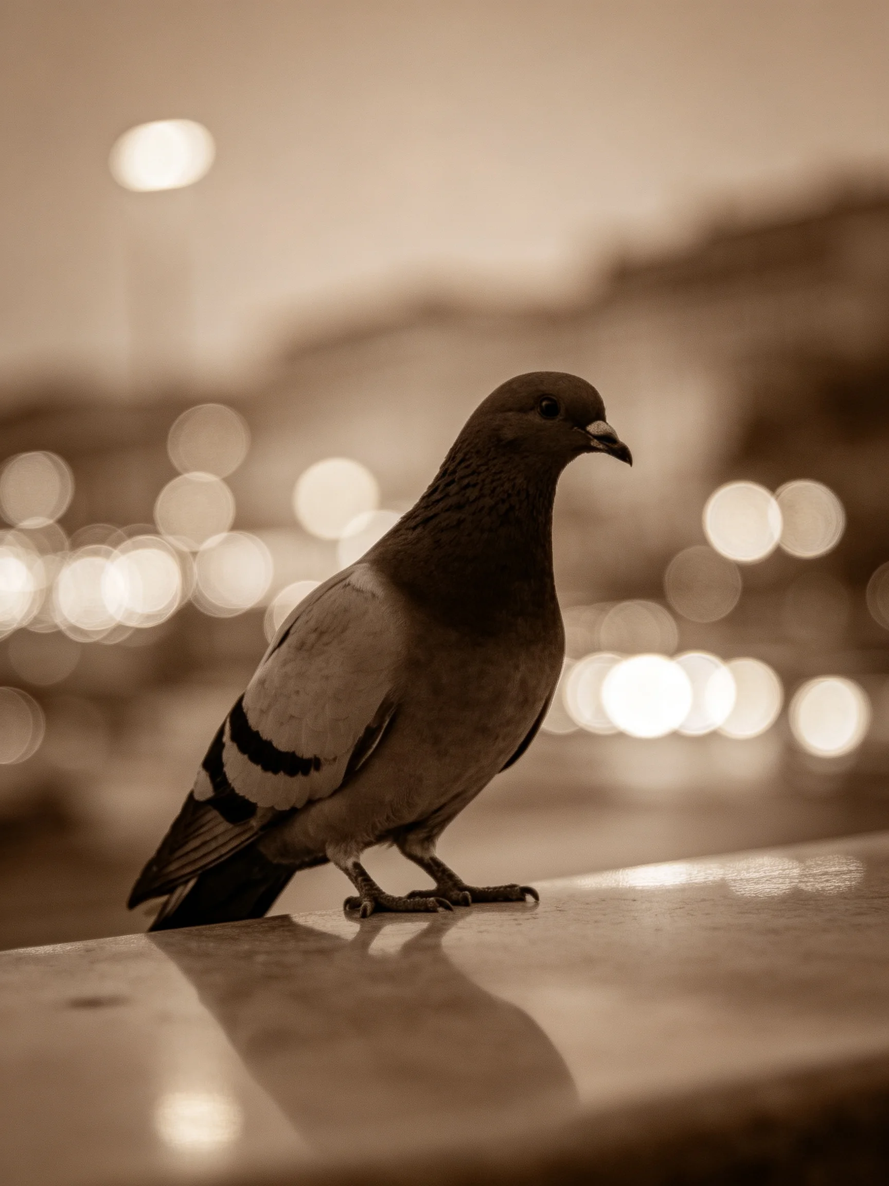 A pigeon stands on a surface amid blurred city lights.