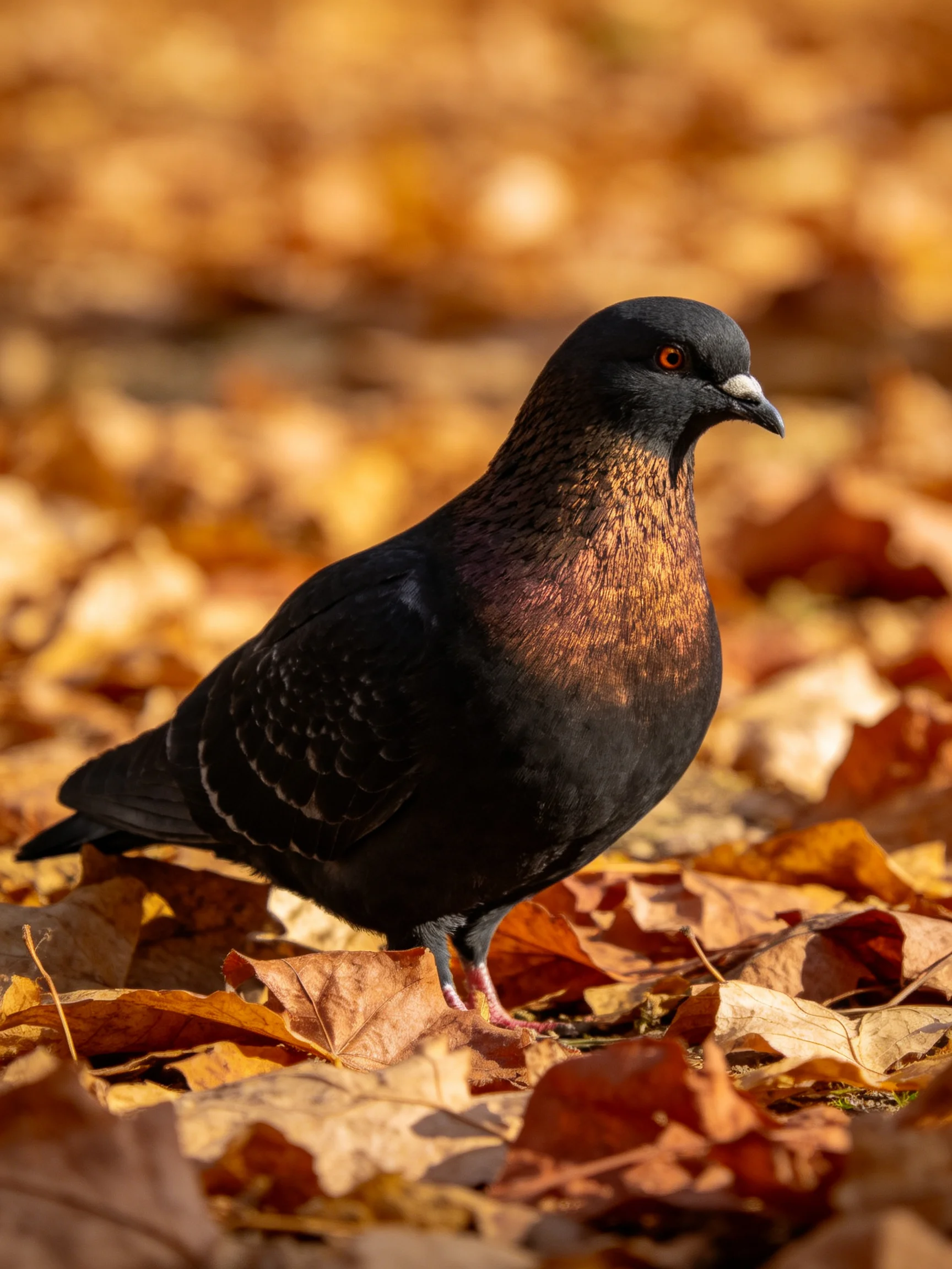 A dark-feathered pigeon amid golden-h leaves