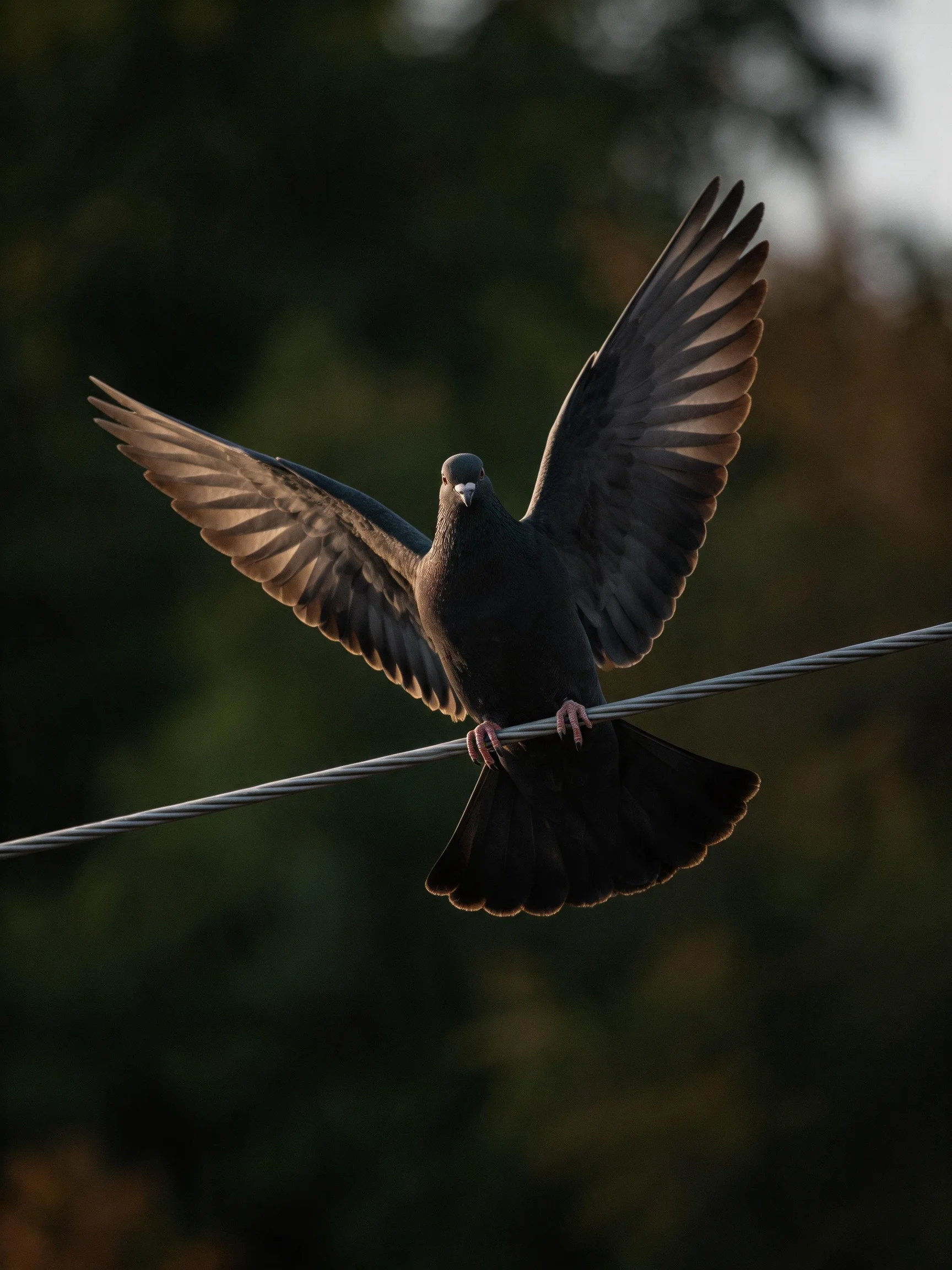 A dark-feathered pigeon spreads wings on a wire with blurred green backdrop