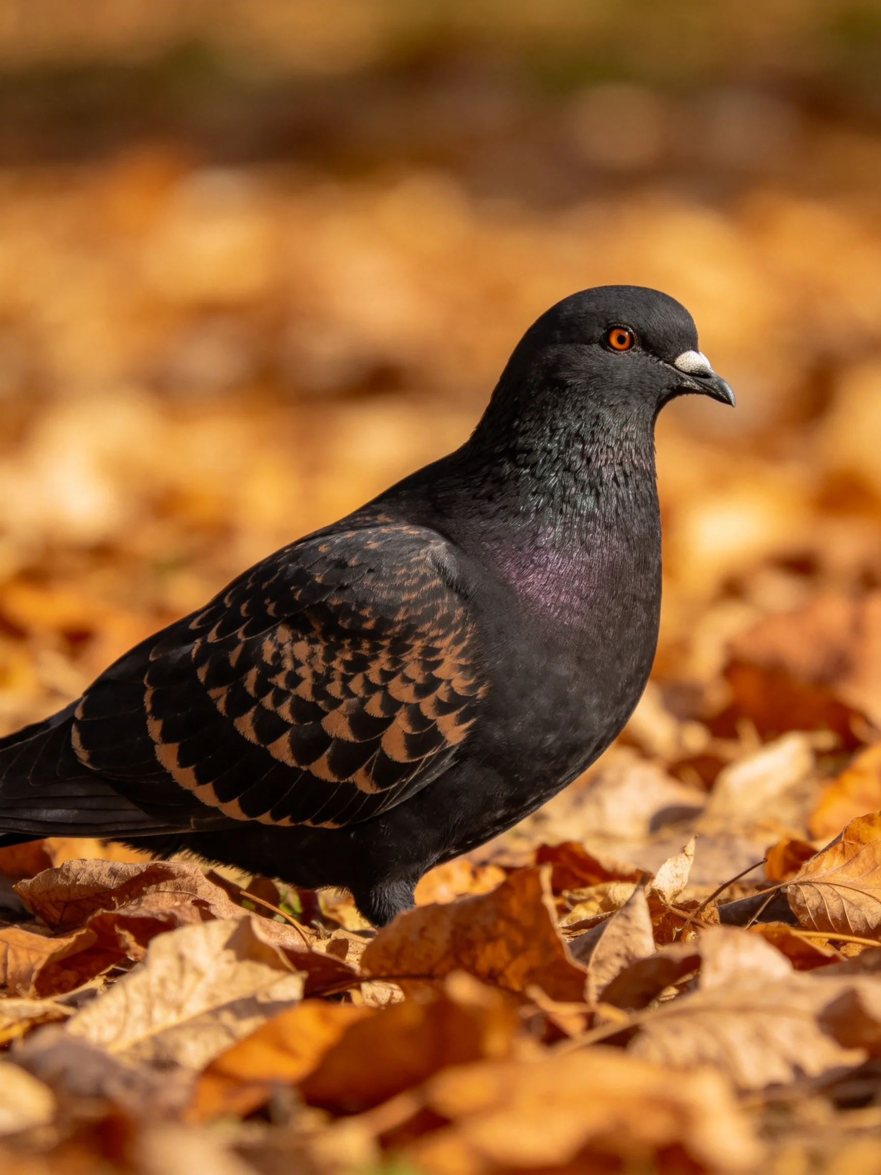 A dark pigeon stands among colorful autumn leaves.