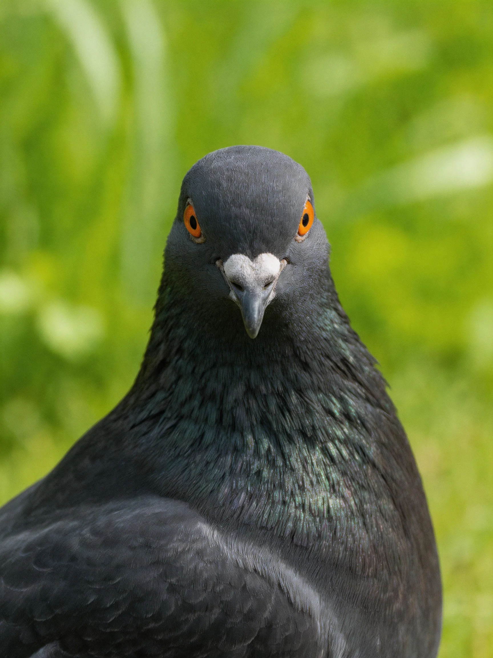 Close - up of a dark gray pigeon with bright orange eyes against a blurred green background.
