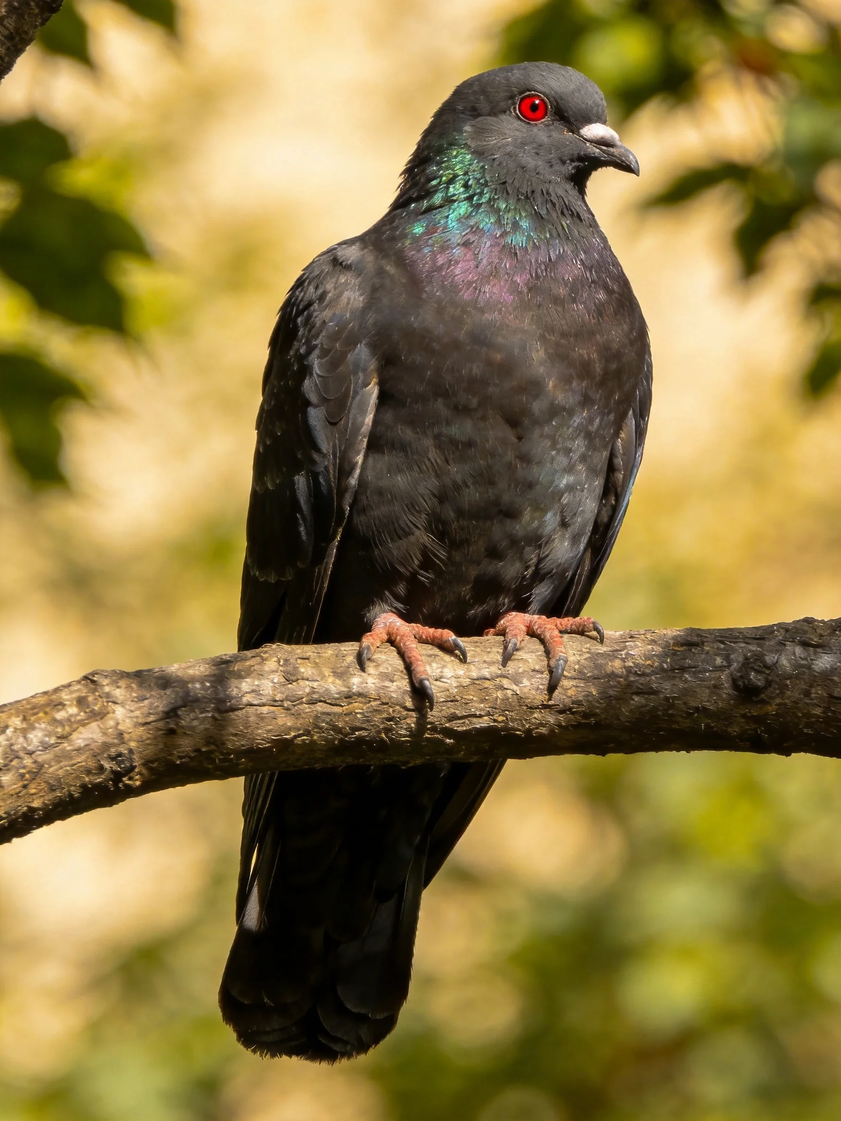 A dark gray pigeon with iridescent neck perches on a tree branch