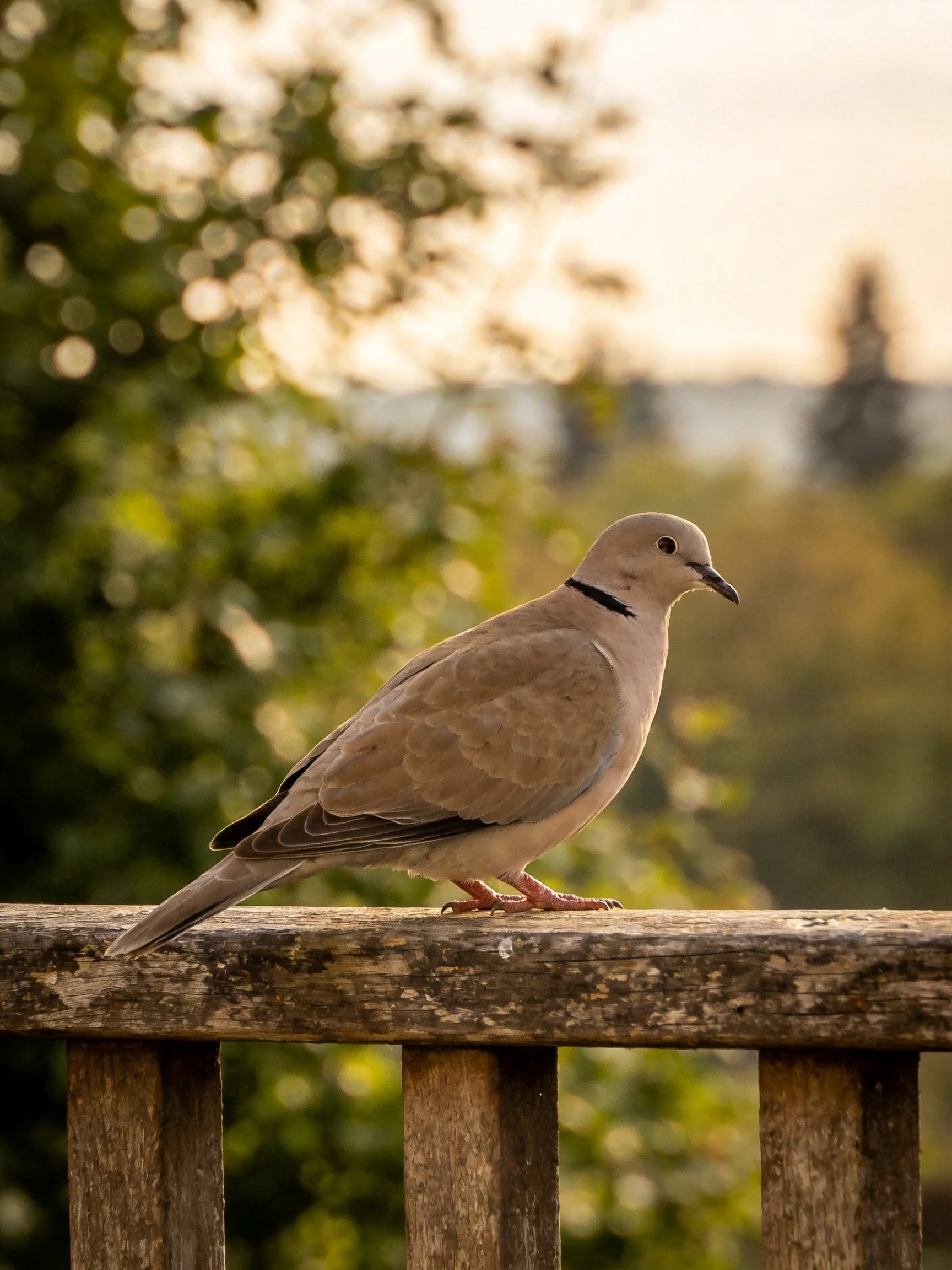 A dove perched on a weathered wooden railing amid lush green foliage