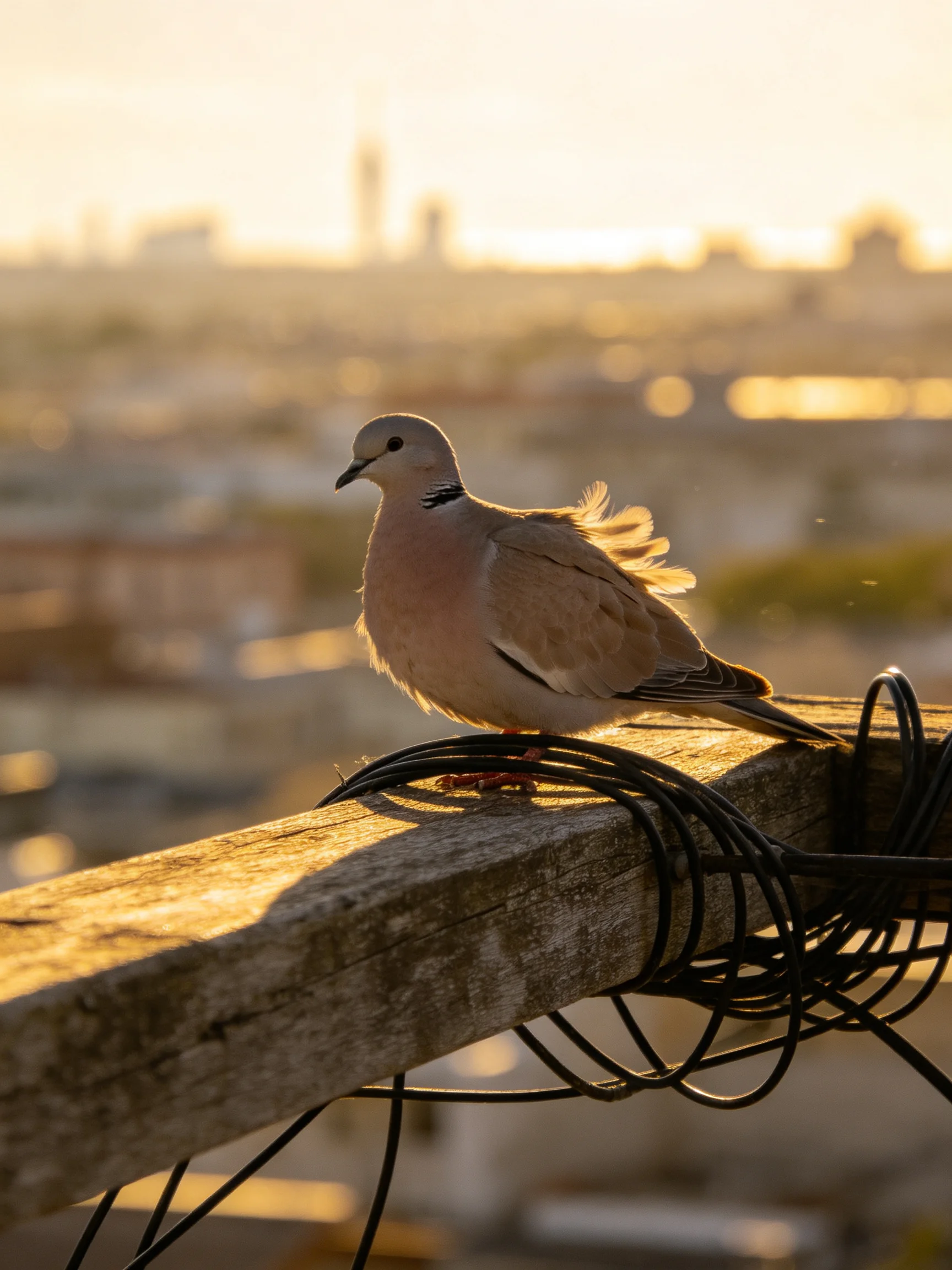 A dove perches on a weathered wooden beam under golden sunlight