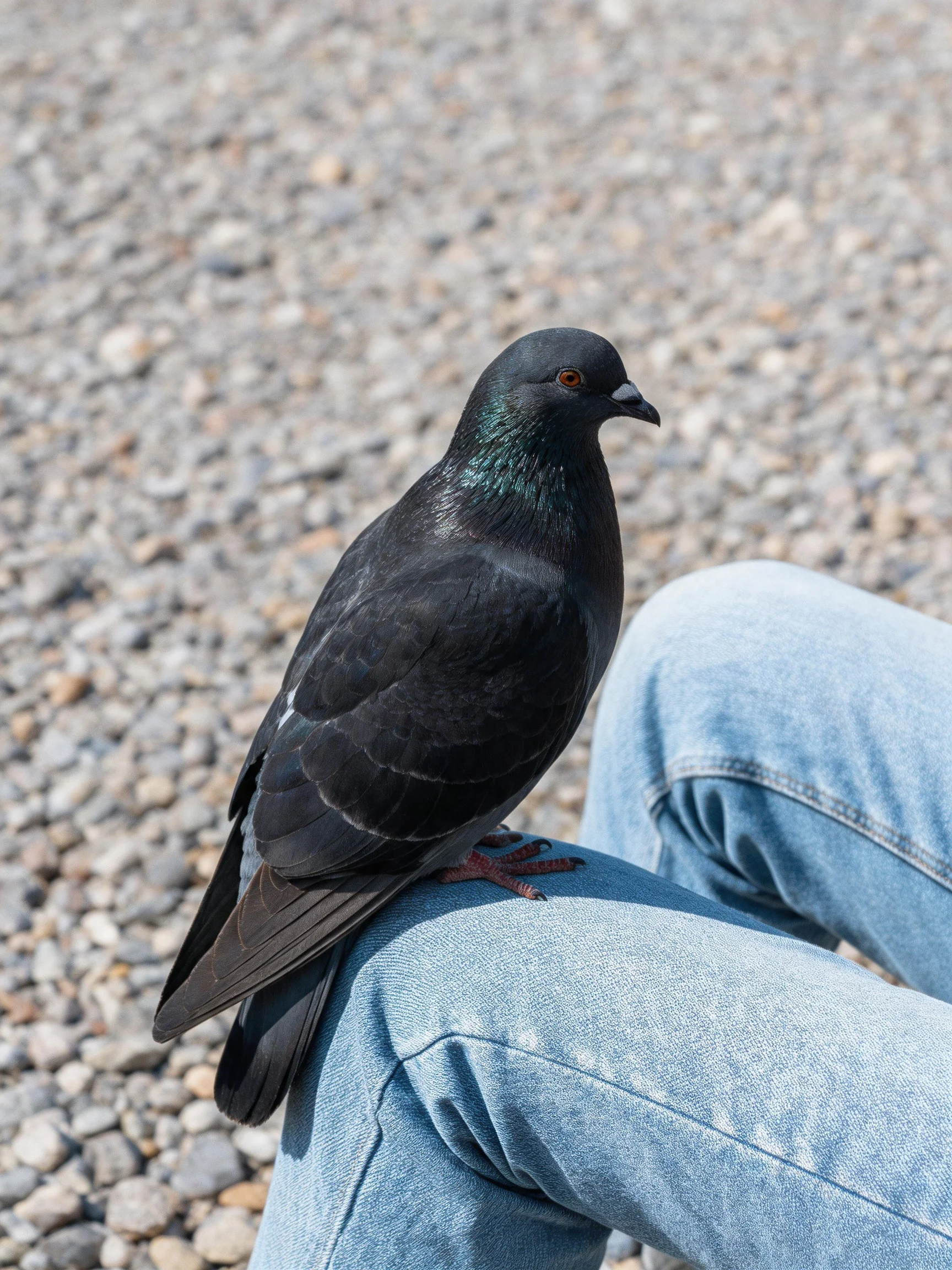 A glossy black pigeon perches on light blue denim amid small pebbles
