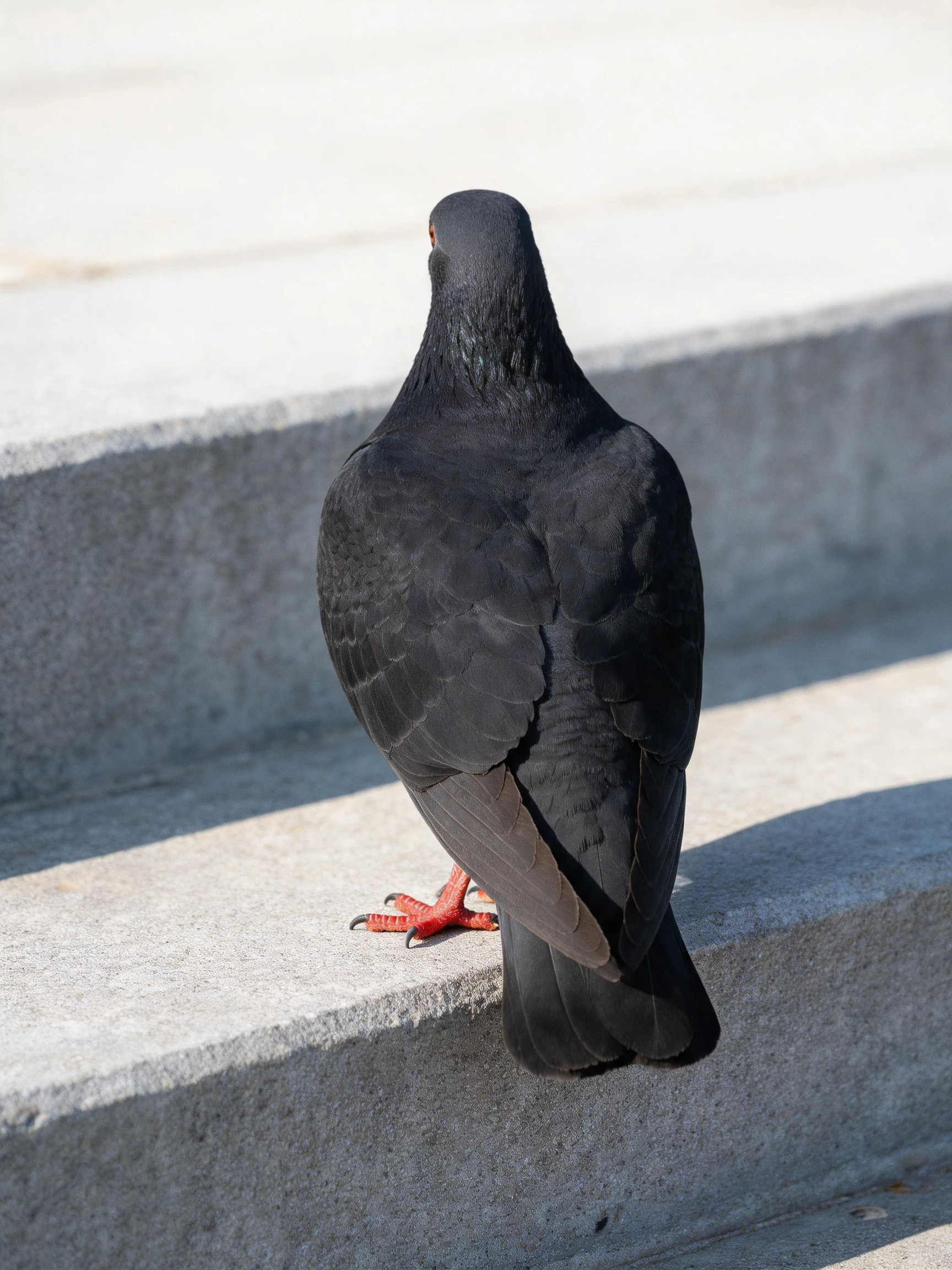 A glossy black pigeon sits on concrete steps.