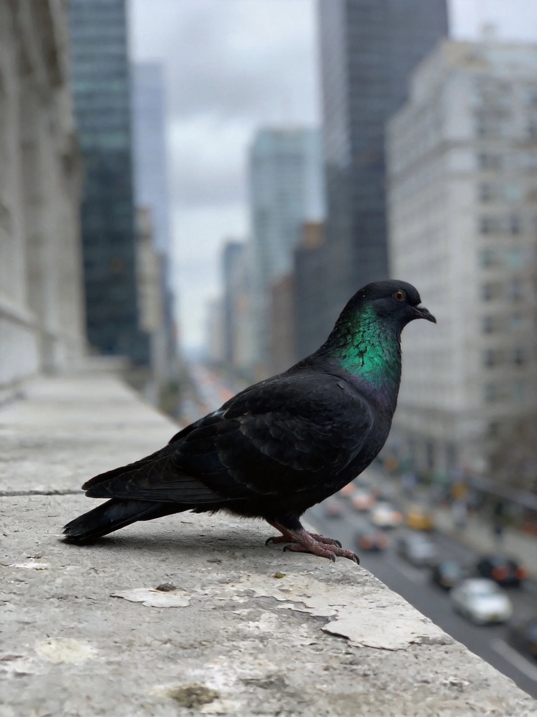 A glossy black pigeon with iridescent green neck perched on a weathered concrete ledge