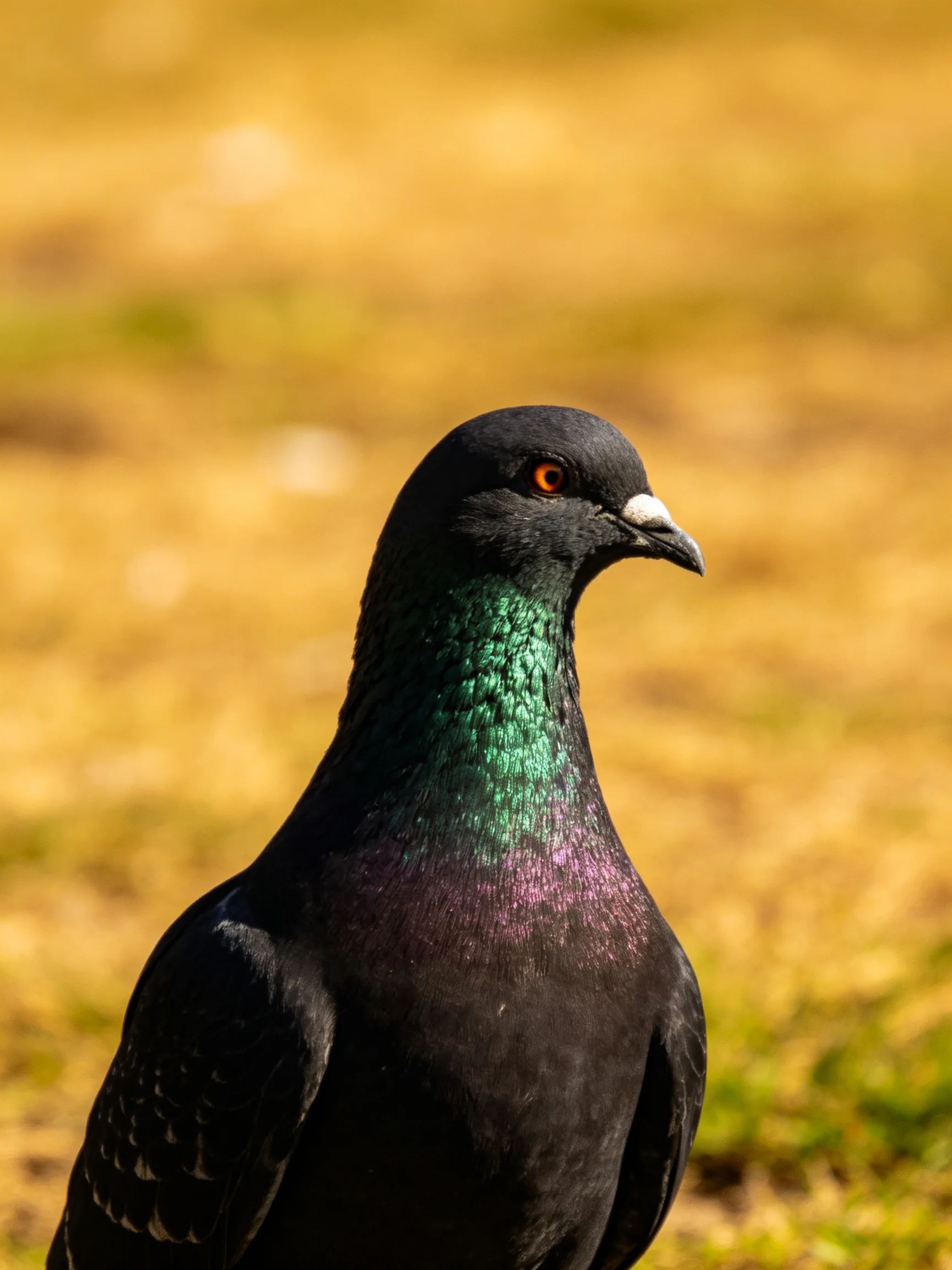 A glossy black pigeon stands out against a blurred golden-brown background.