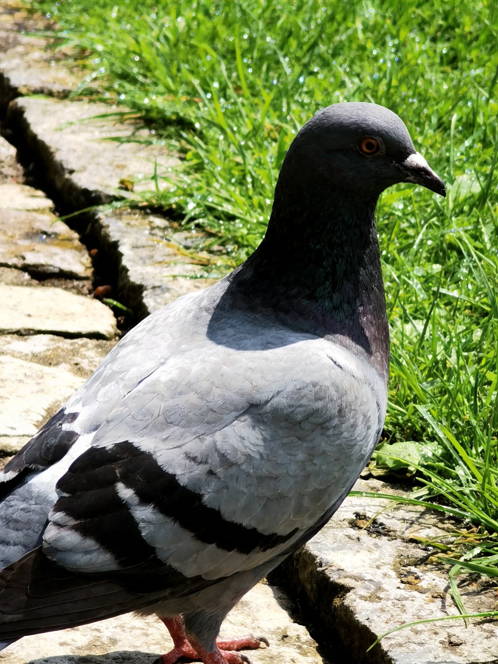 A gray and black pigeon perched near a stone path with lush green grass