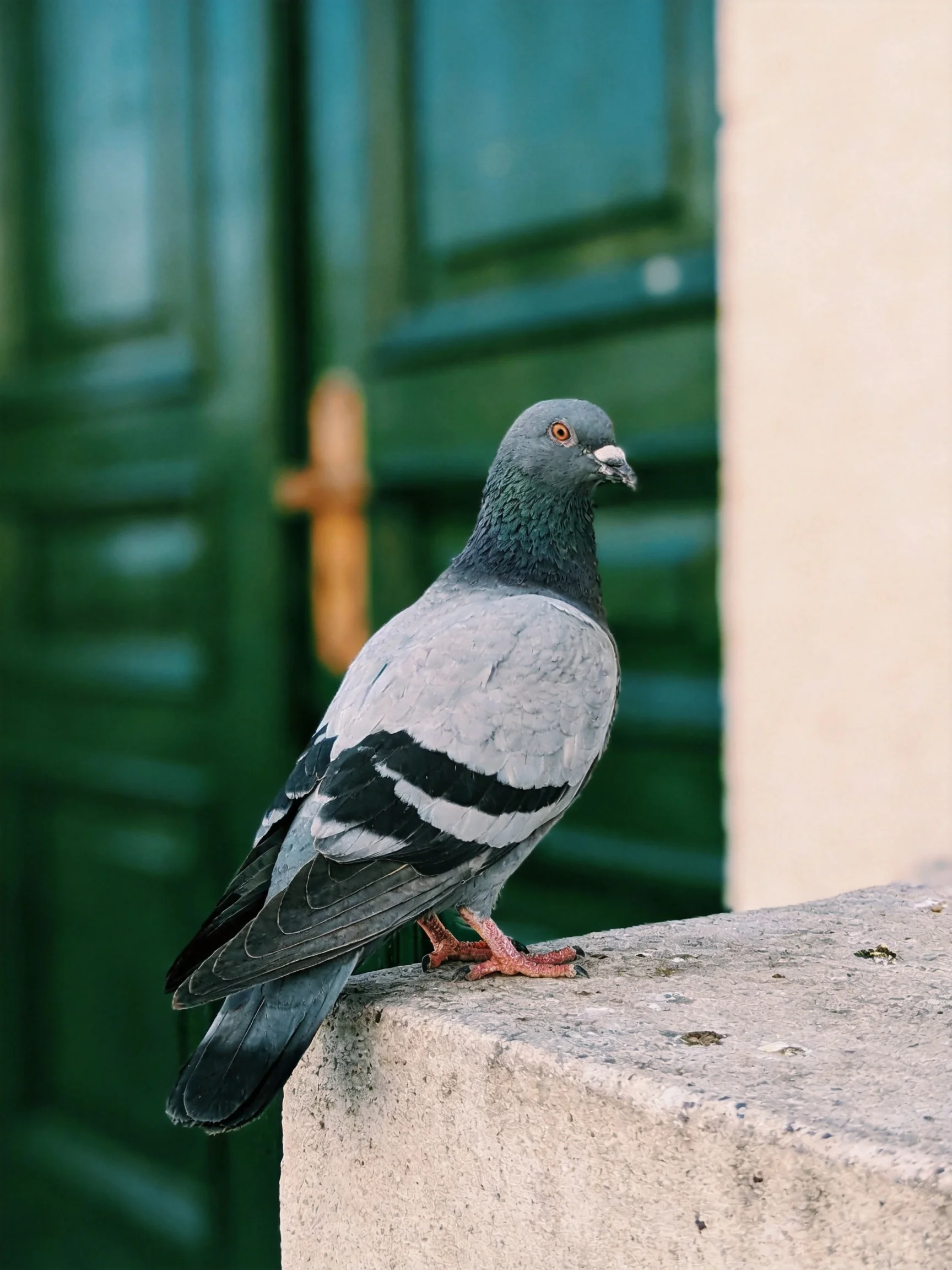 A gray and black pigeon perches on a concrete ledge near green doors.
