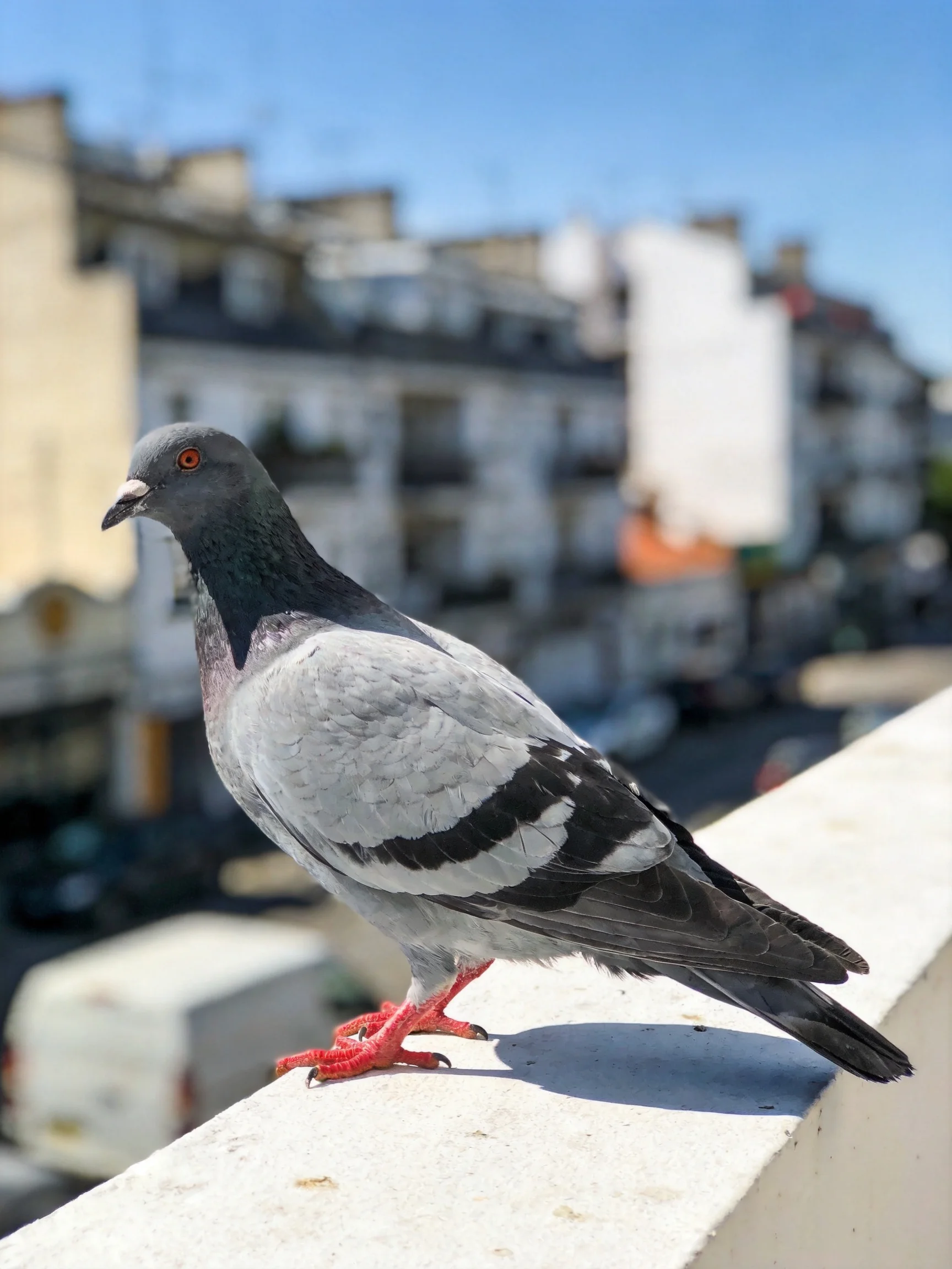 A gray and black pigeon perched on a white ledge near city buildings