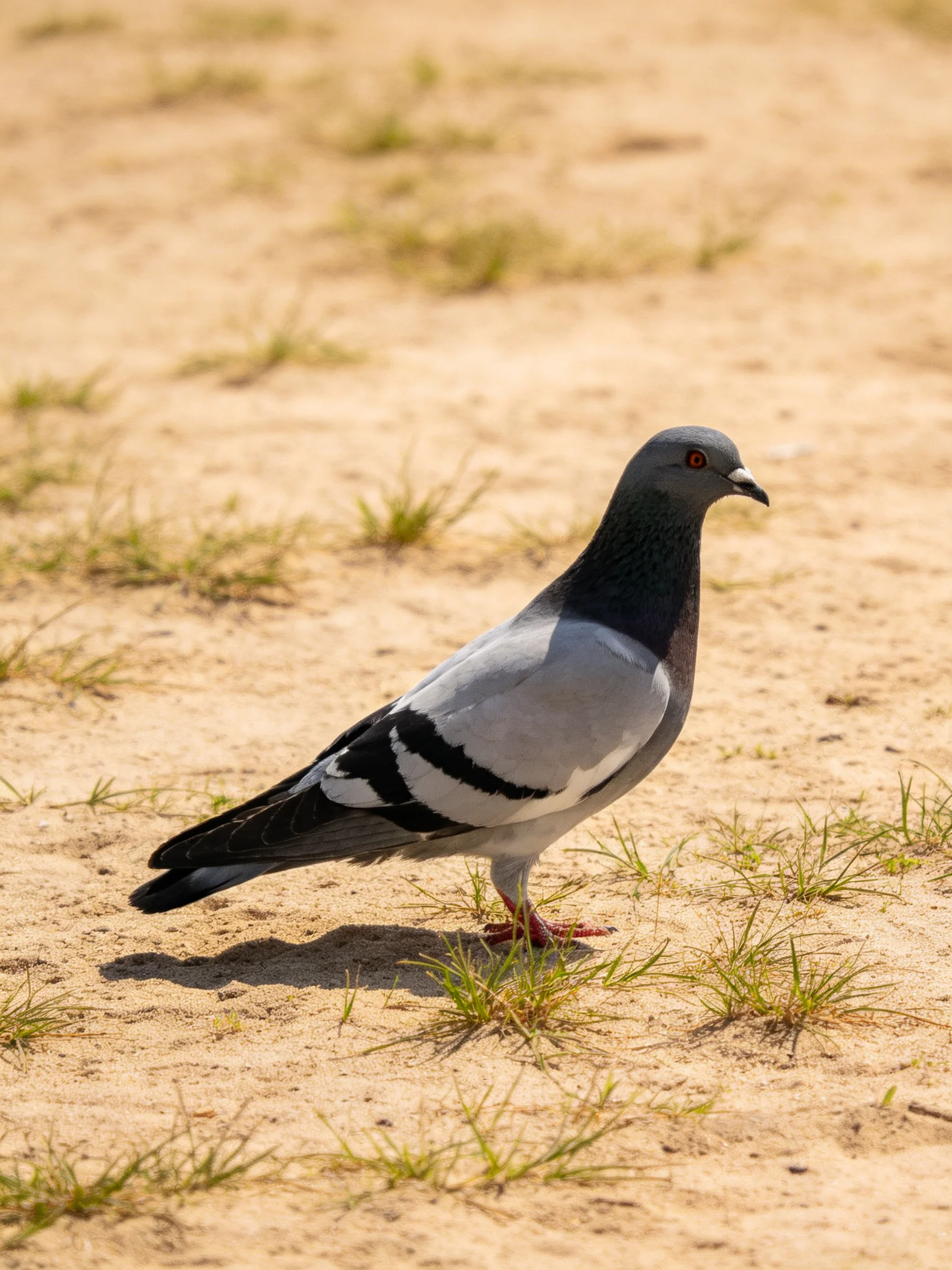 A gray and black pigeon stands on sandy ground with sparse grass patches