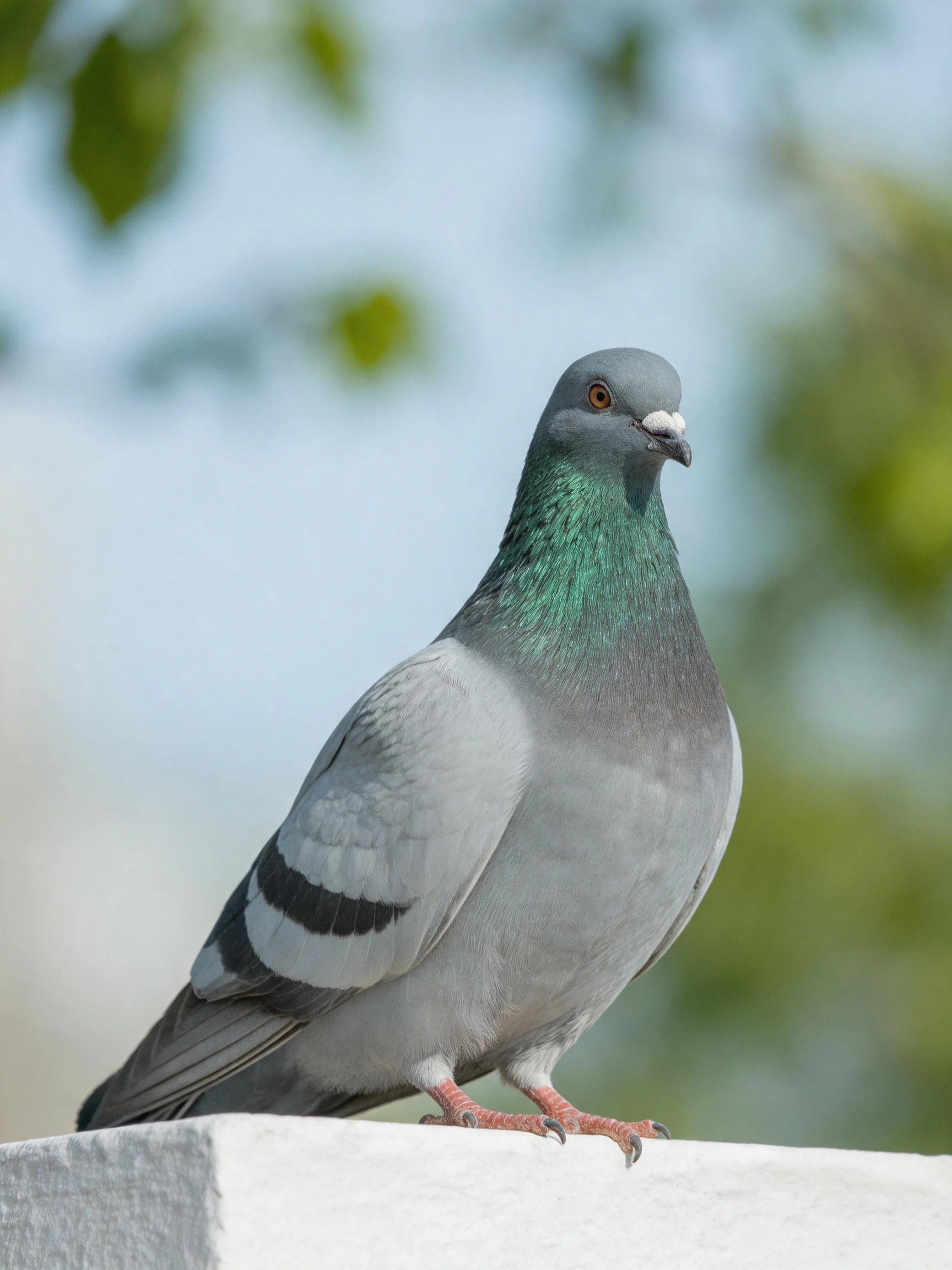 A gray and emerald-necked pigeon perched on a white structure
