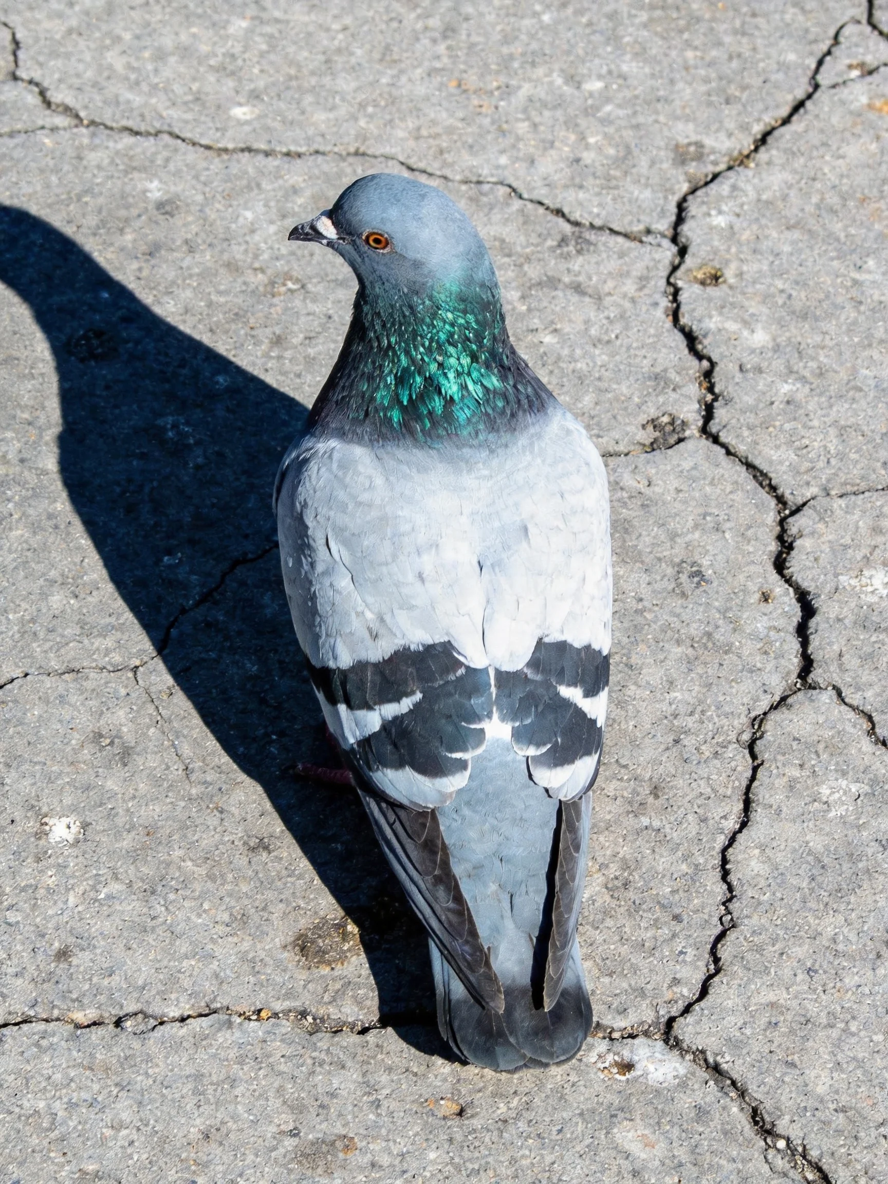 A gray-and-green-feathered pigeon standing on cracked concrete pavement