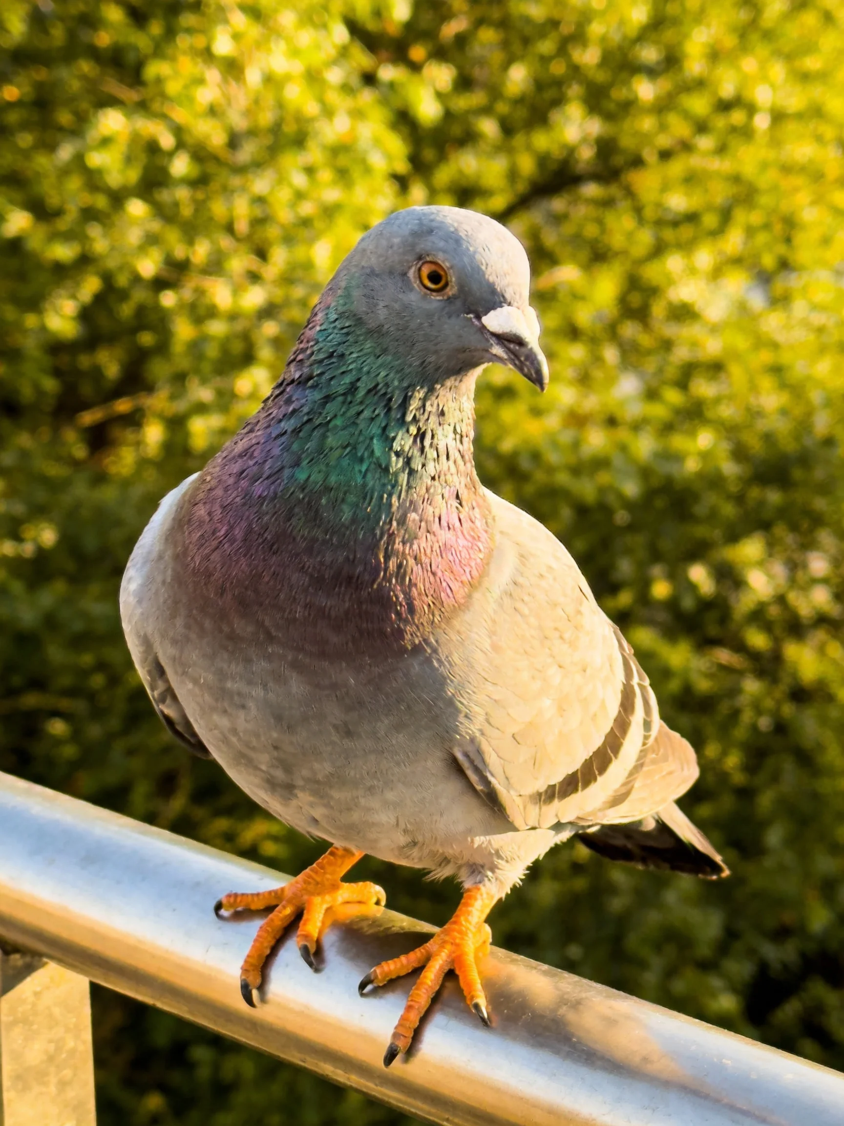 A gray and iridescent pigeon perched on a metallic railing near lush greenery