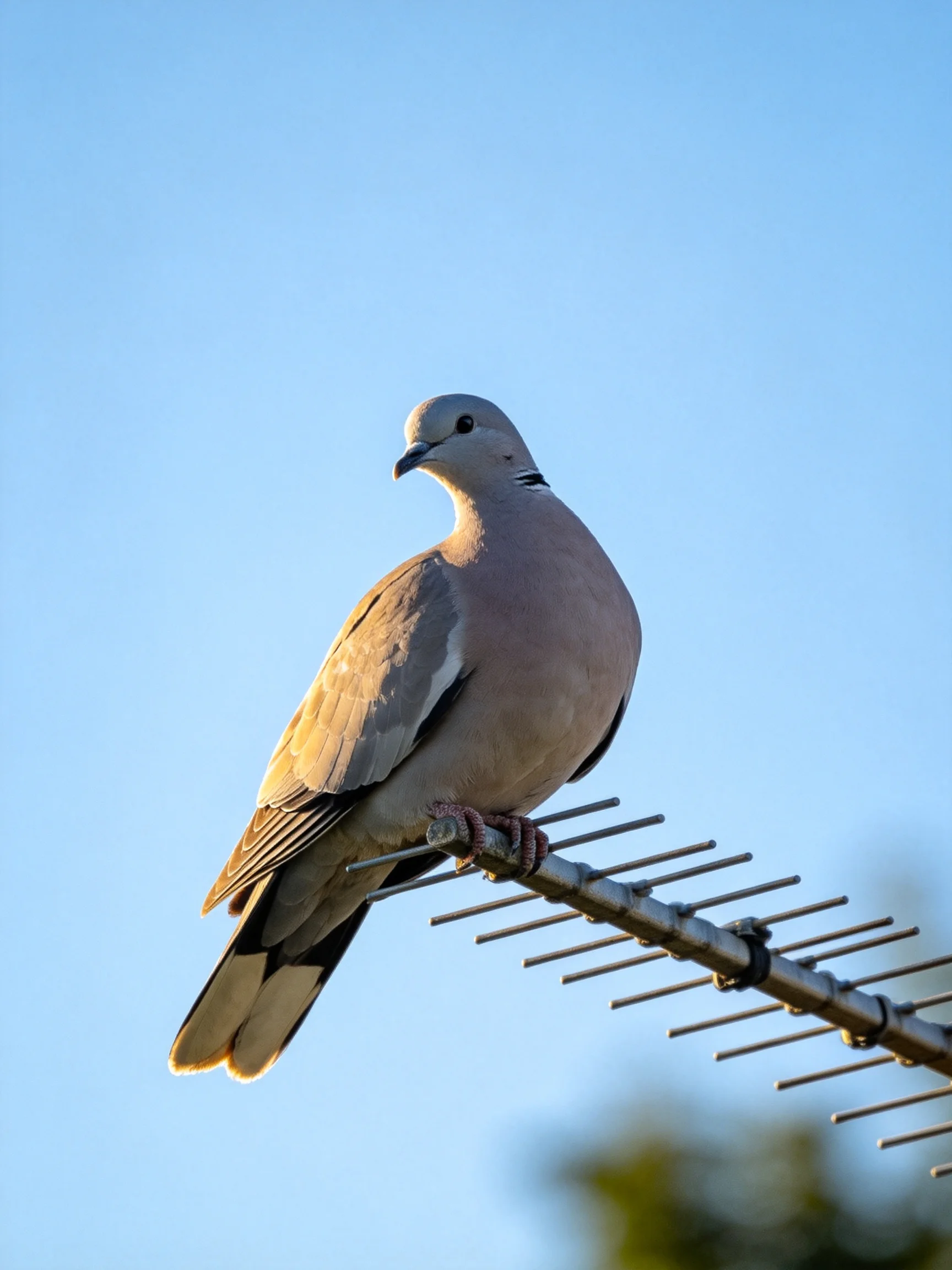 A gray and pink birdperches on a metal antenna under clear blue sky