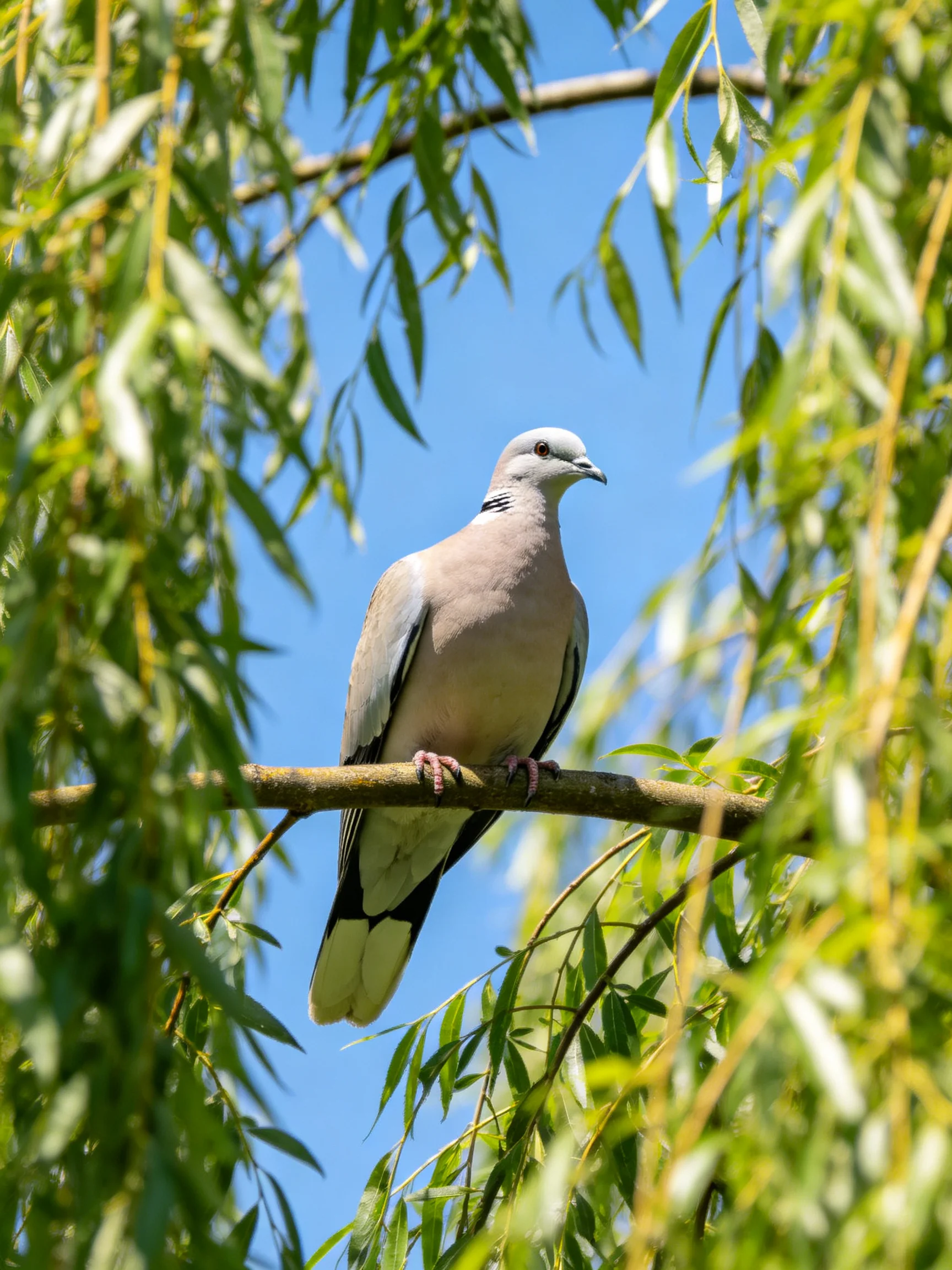 A gray and pink dove perched on a brown branch amid green foliage