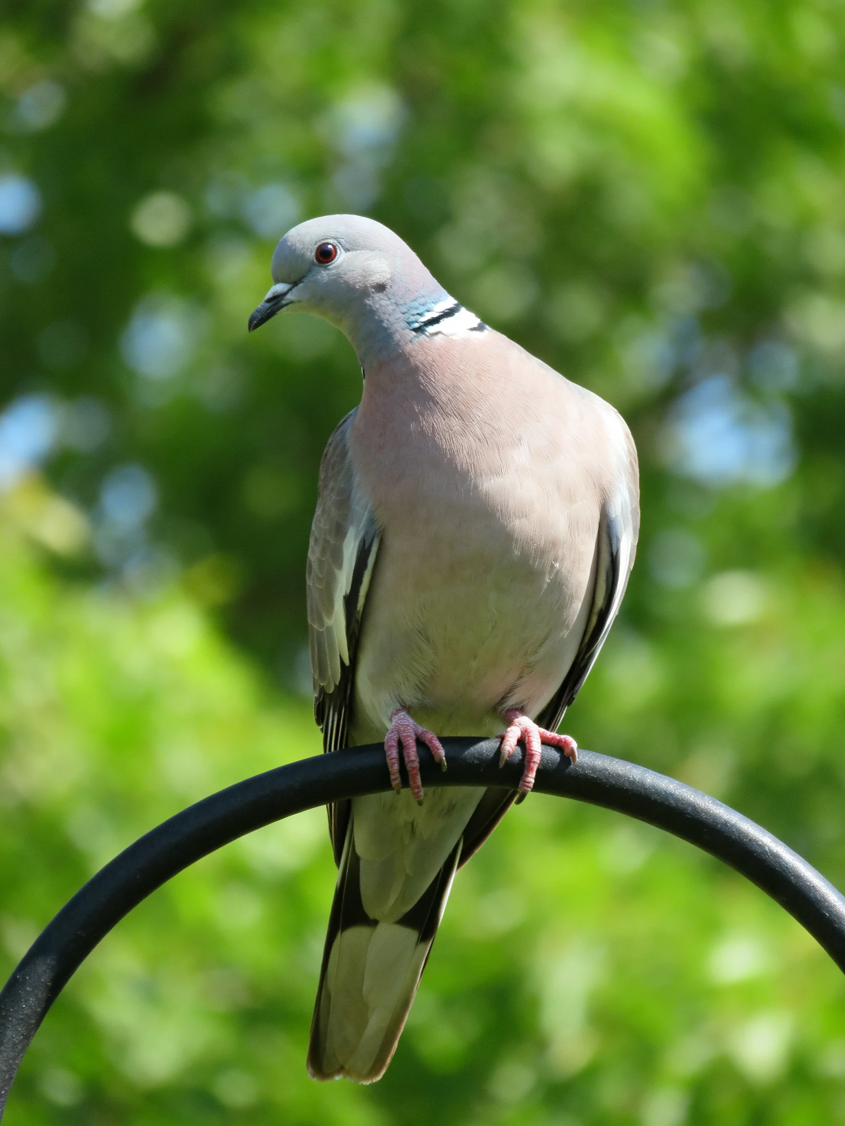 A gray and pink pigeon rests calmly on an outdoor black metal structure.