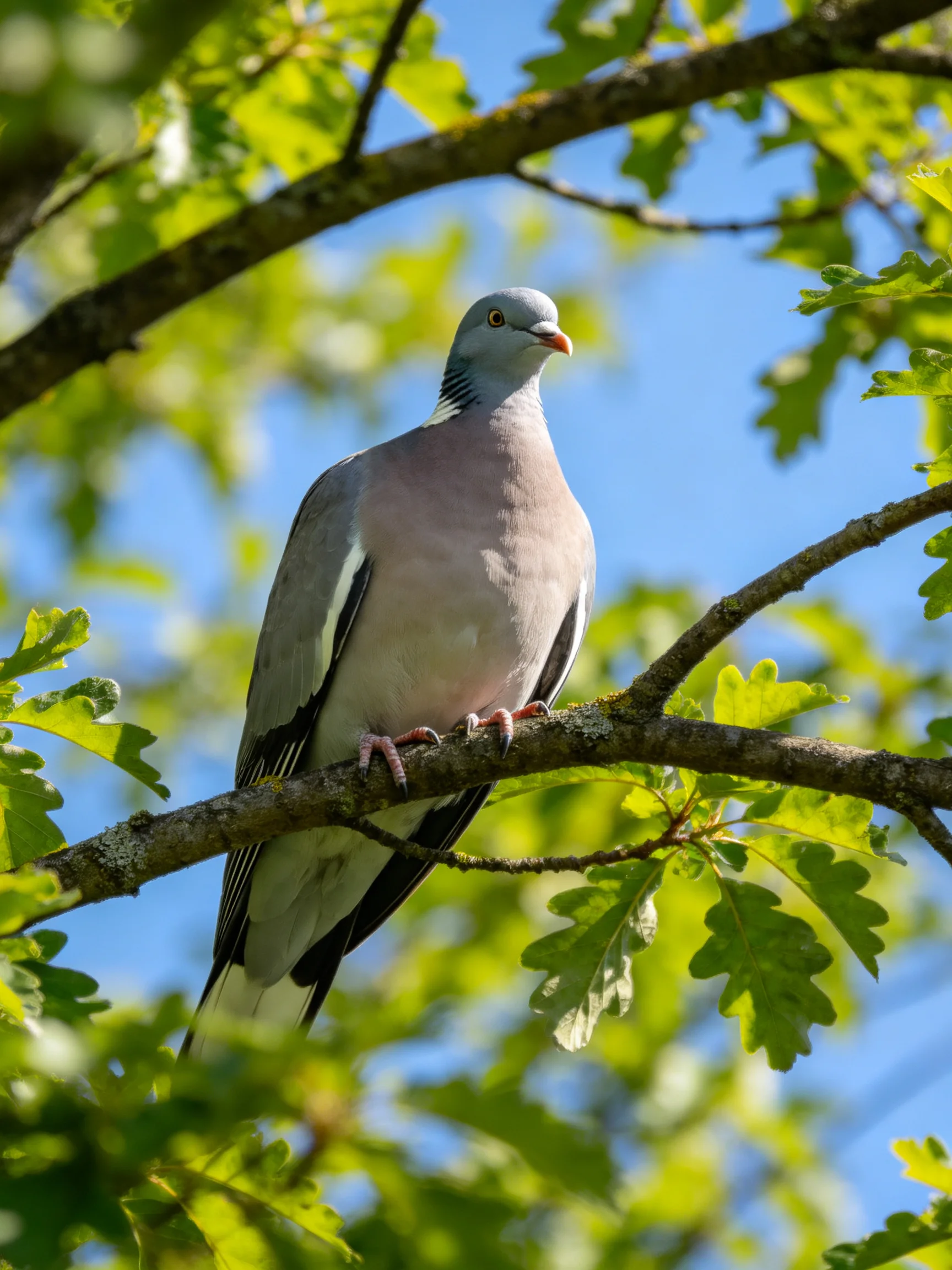 A gray and pink pigeon perched on a tree branch with green foliage