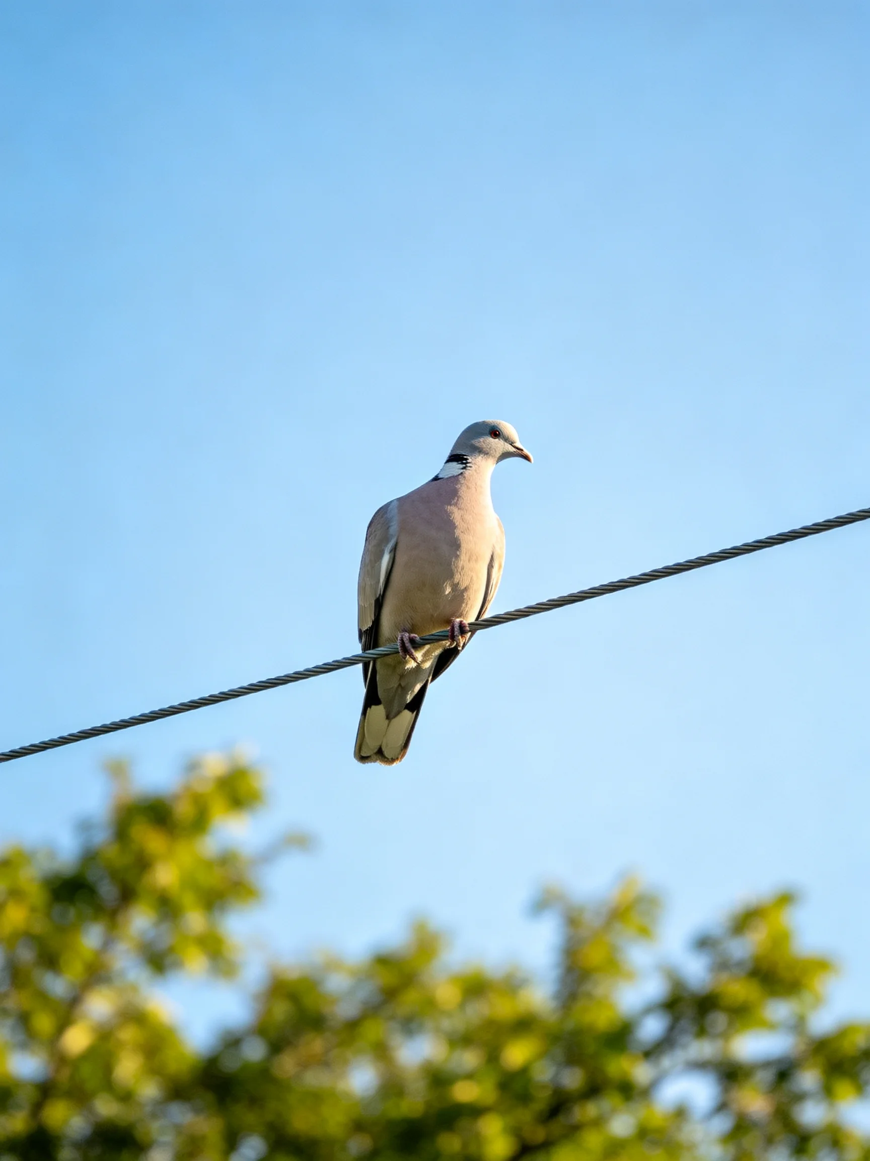 A pigeon rests on a wire with a clear blue sky and green trees in the distance.