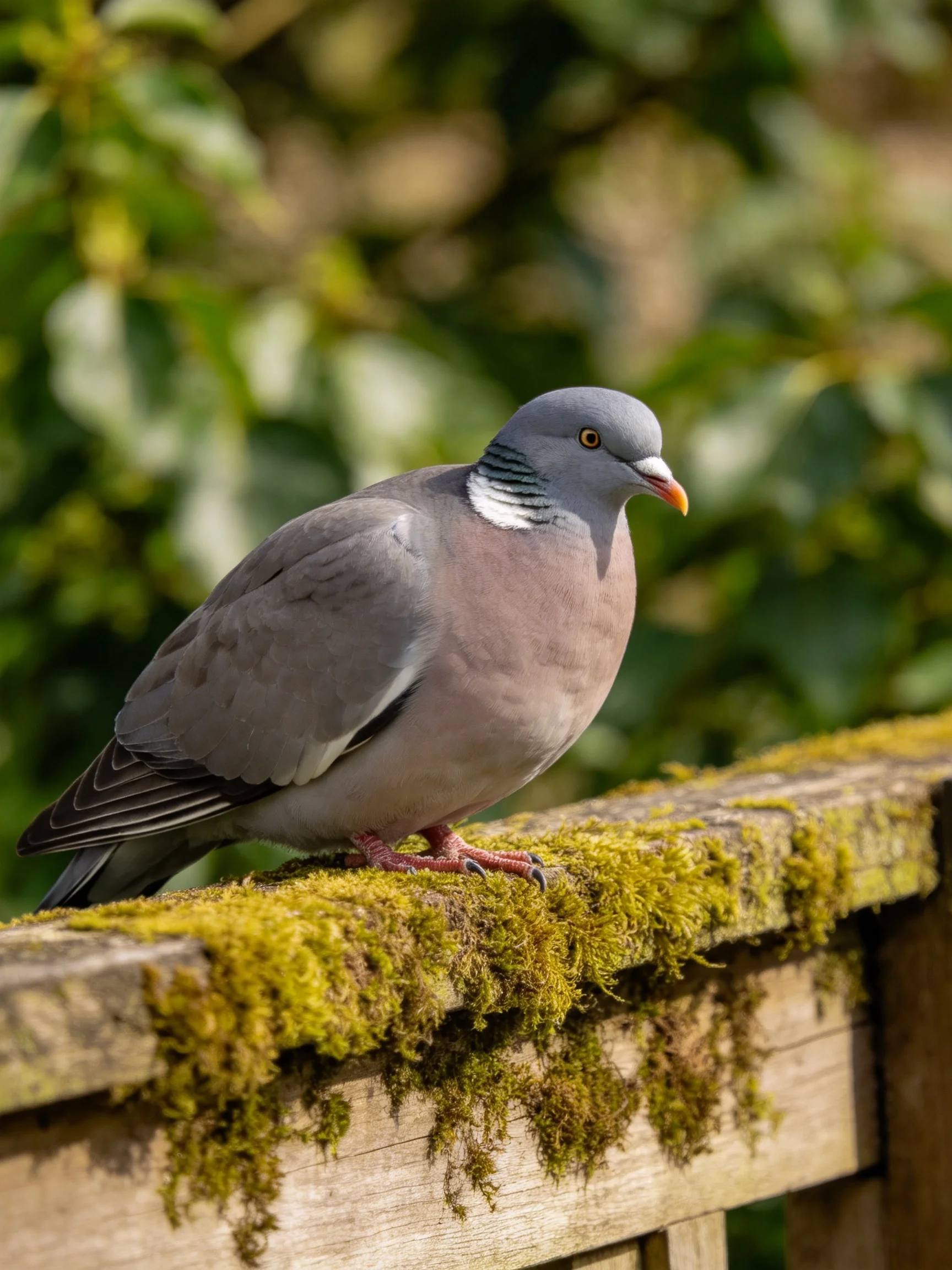 A gray and pink pigeon rests on a mossy wooden fence amid greenery