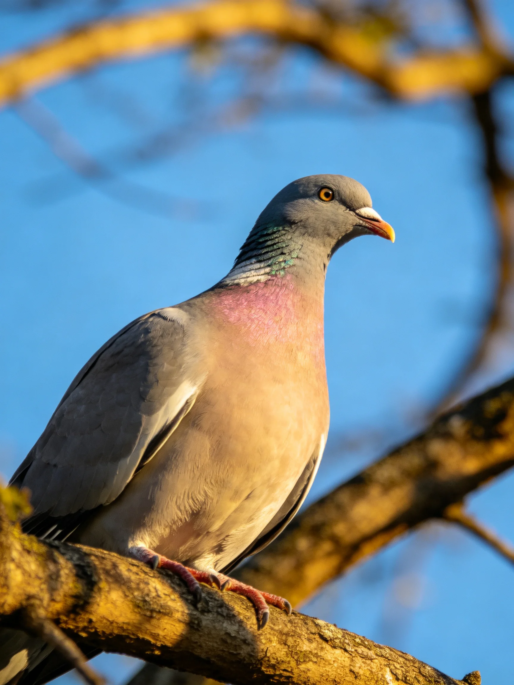 A gray and pink wood pigeon perched on a moss-covered tree branch